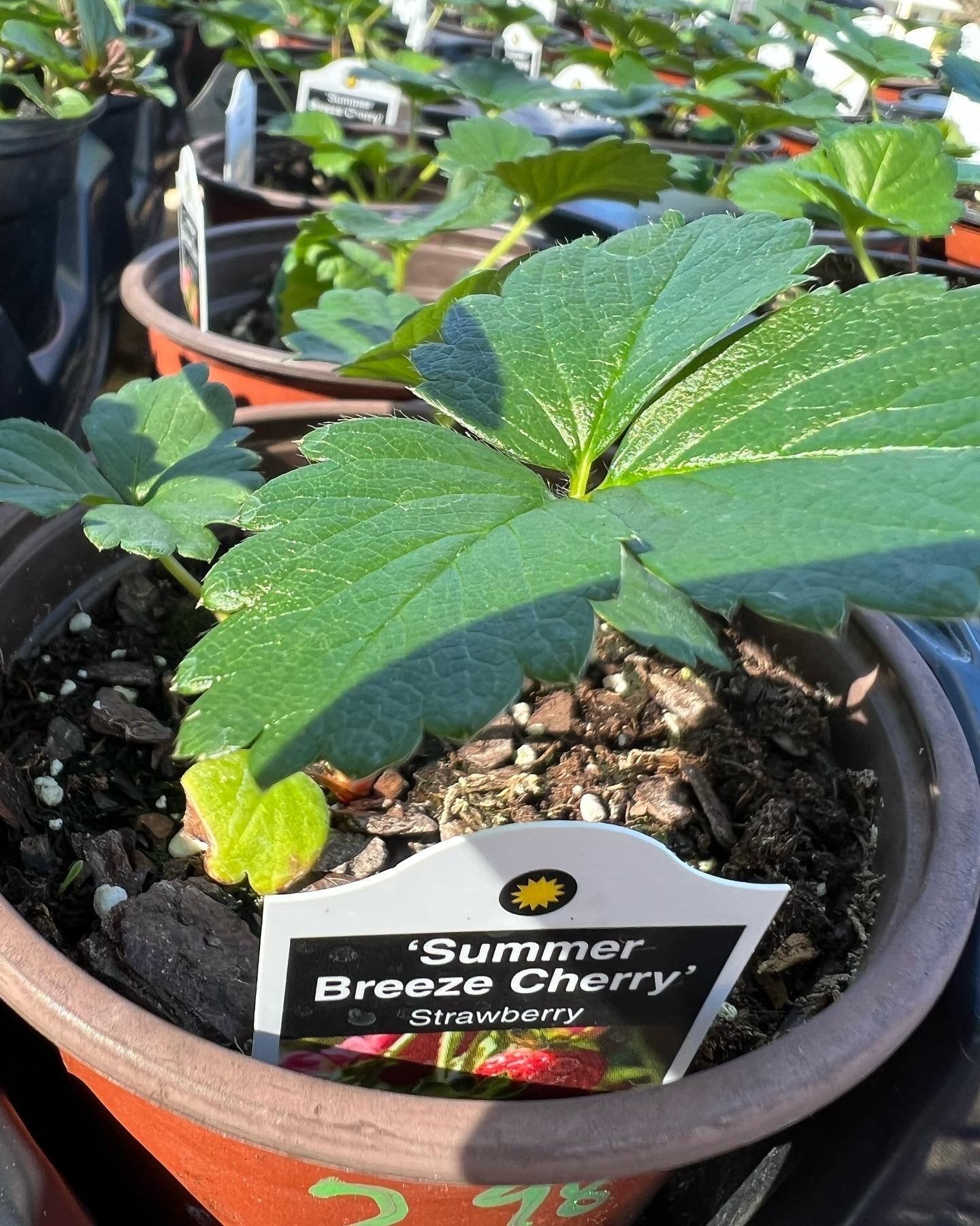 A strawberry plant in a pot with a tag that says summer breeze cherry