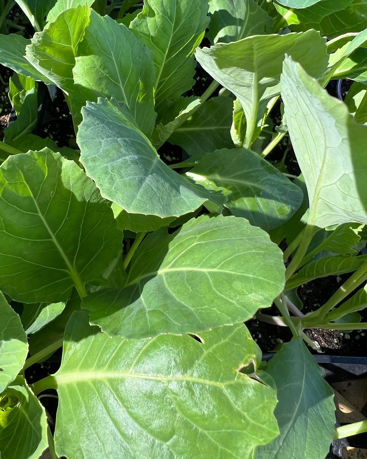 A close up of a bunch of green leaves on a plant.