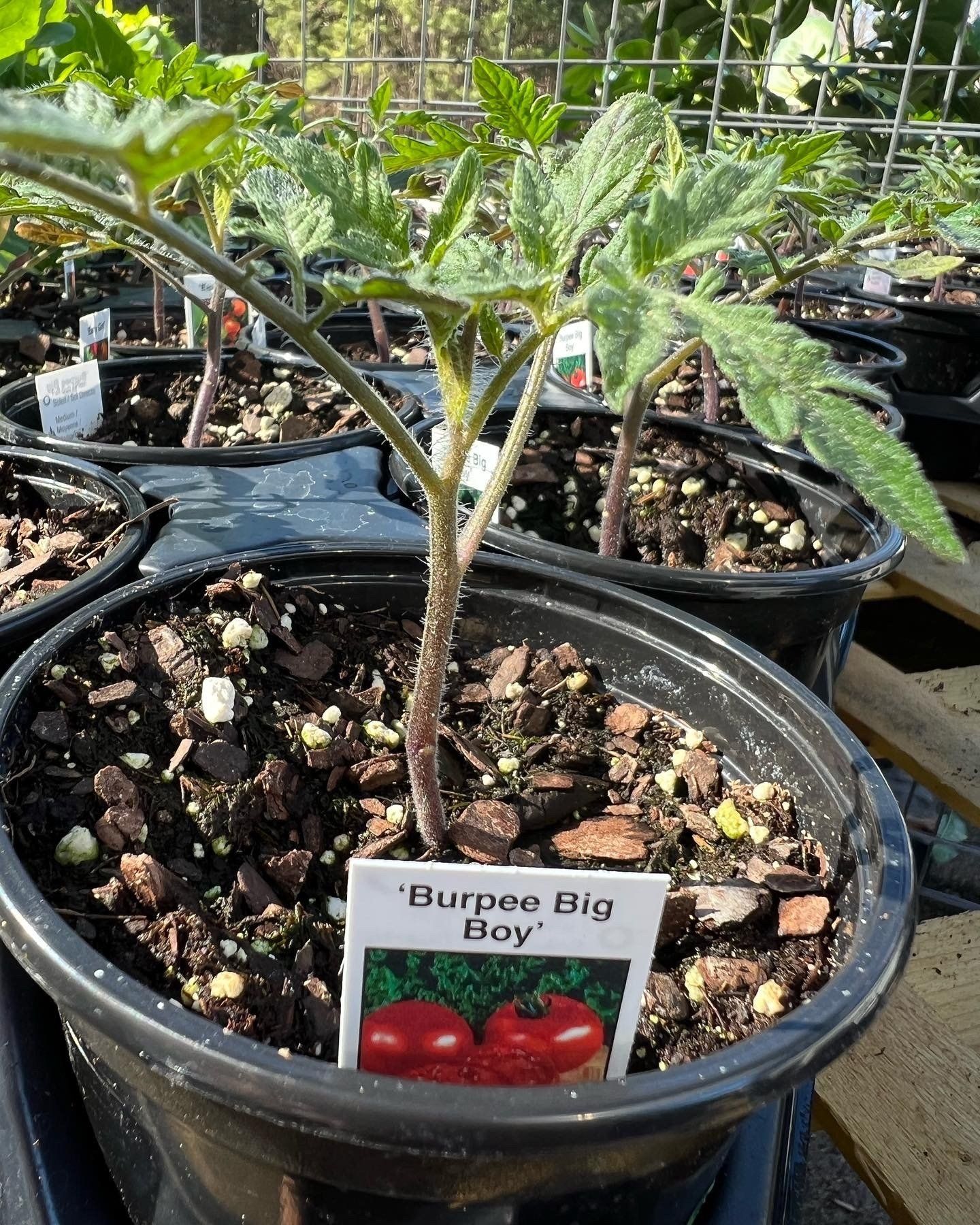 A tomato plant in a pot with a label that says burpee big boy