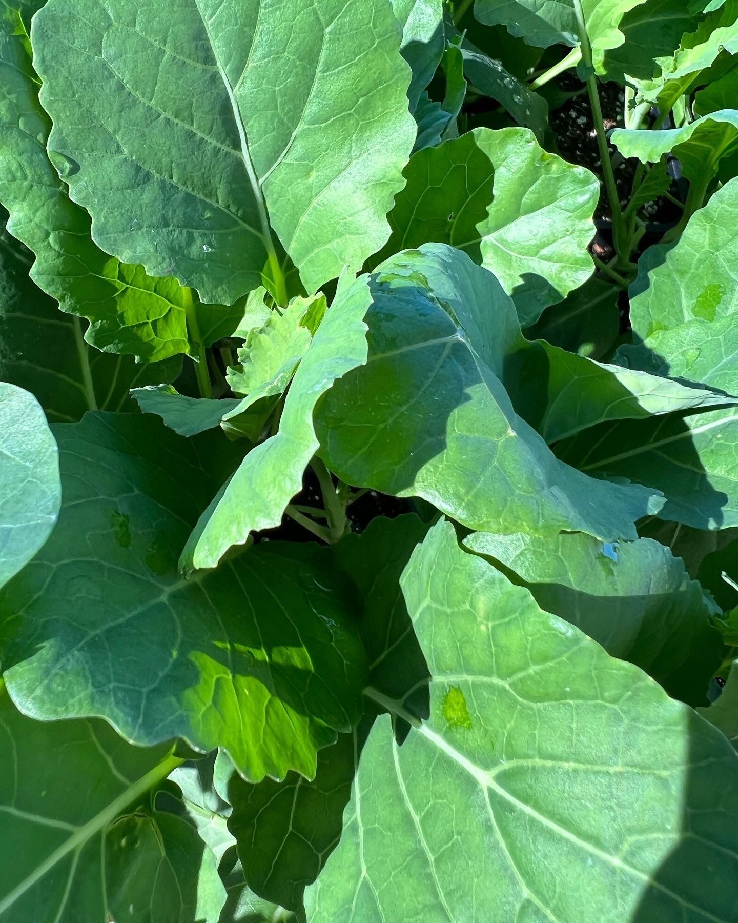 A close up of a plant with lots of green leaves