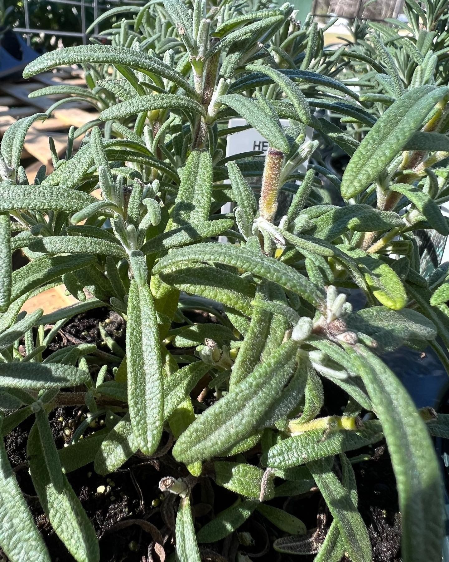 A close up of a plant with lots of green leaves
