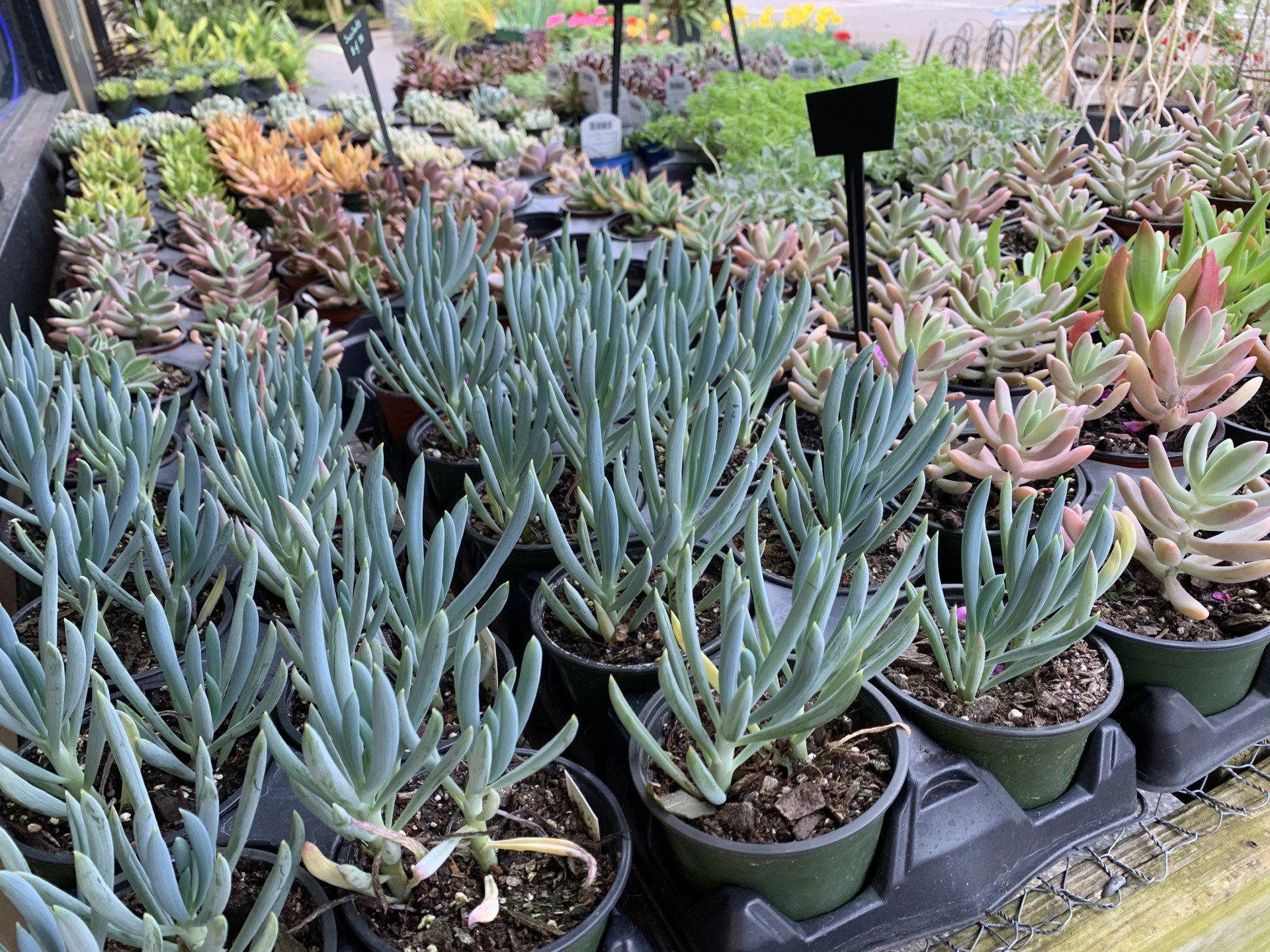 Knights Market Succulents