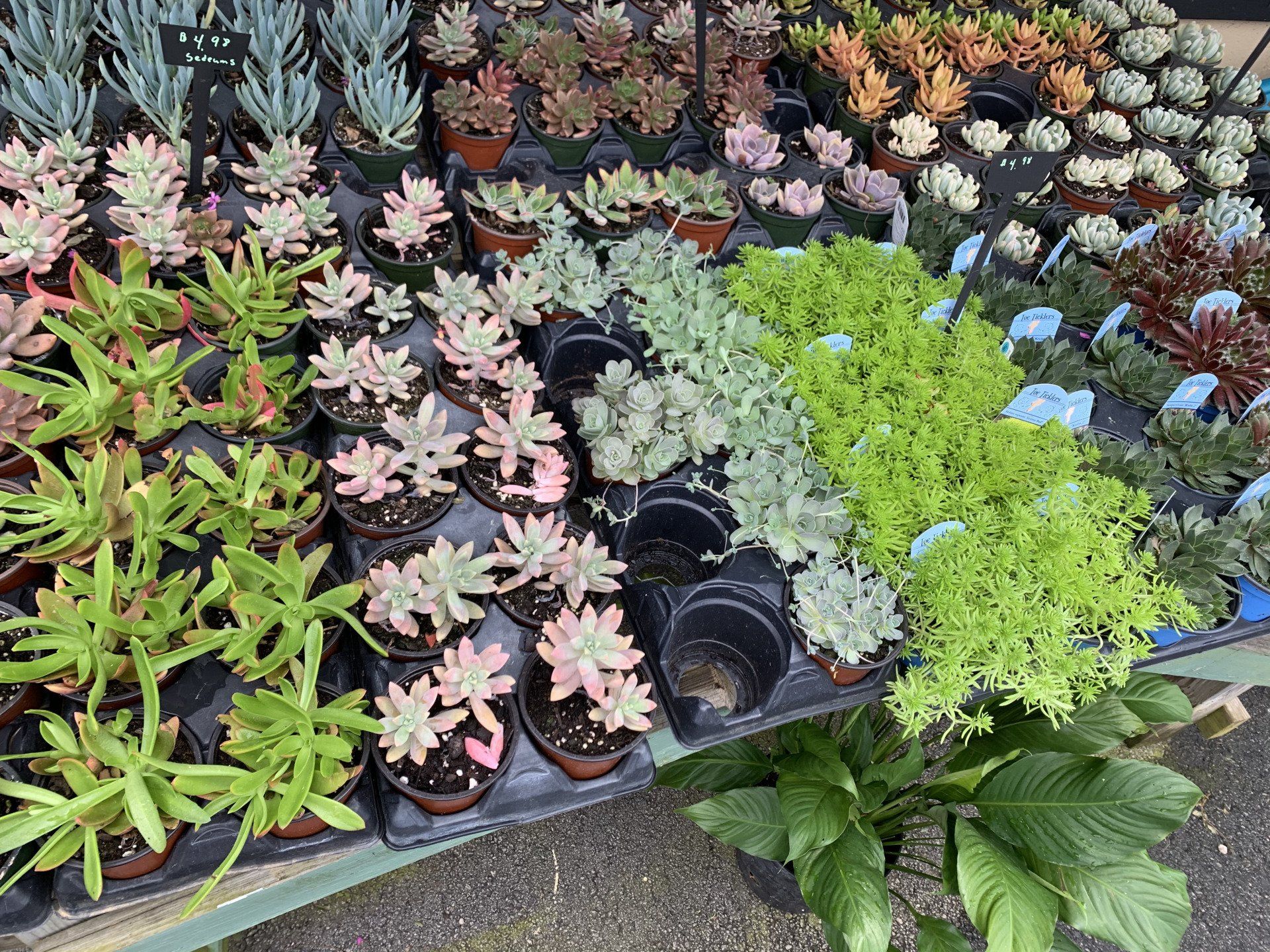 Knights Market Succulents