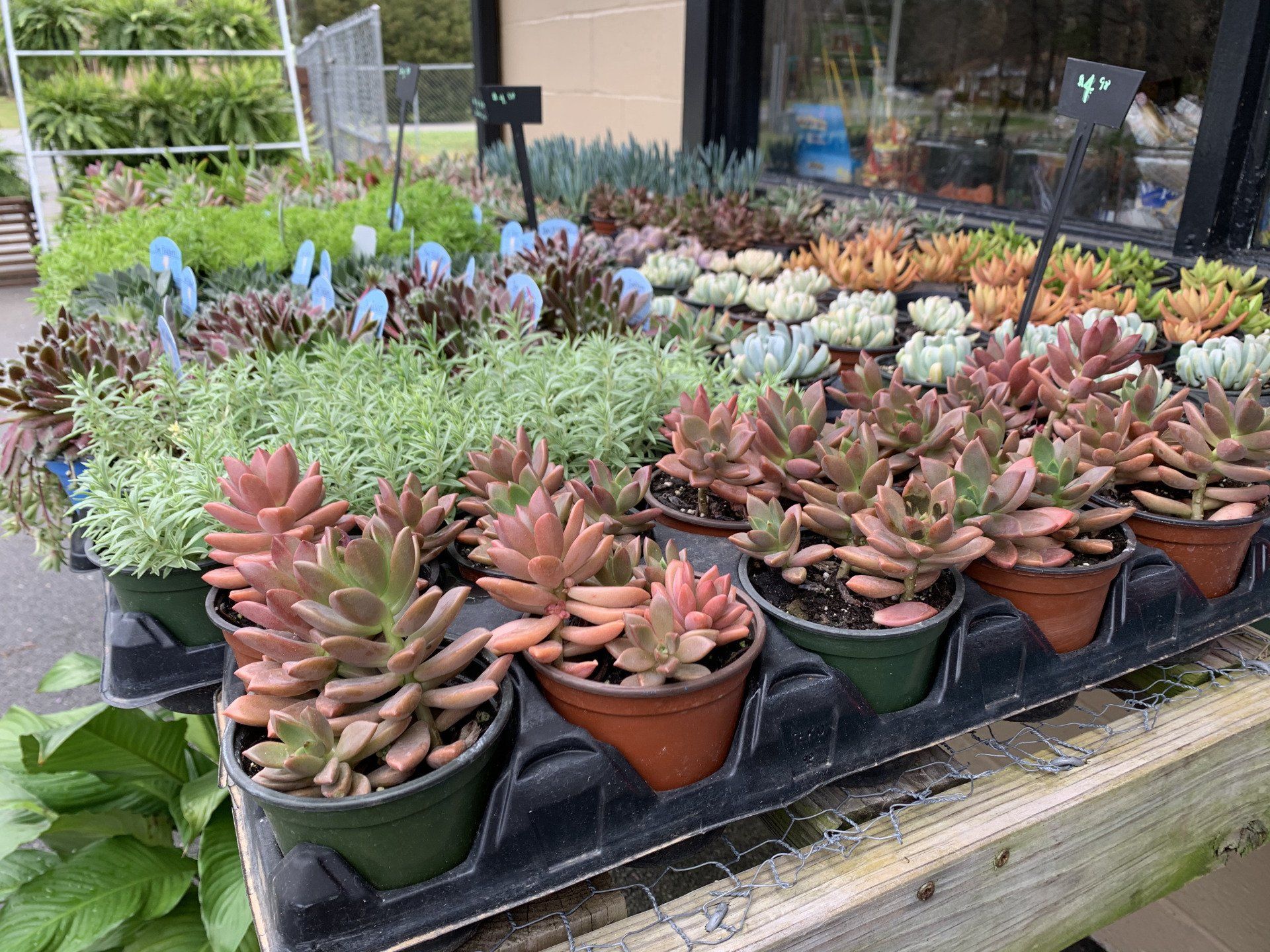 Knights Market Succulents #8