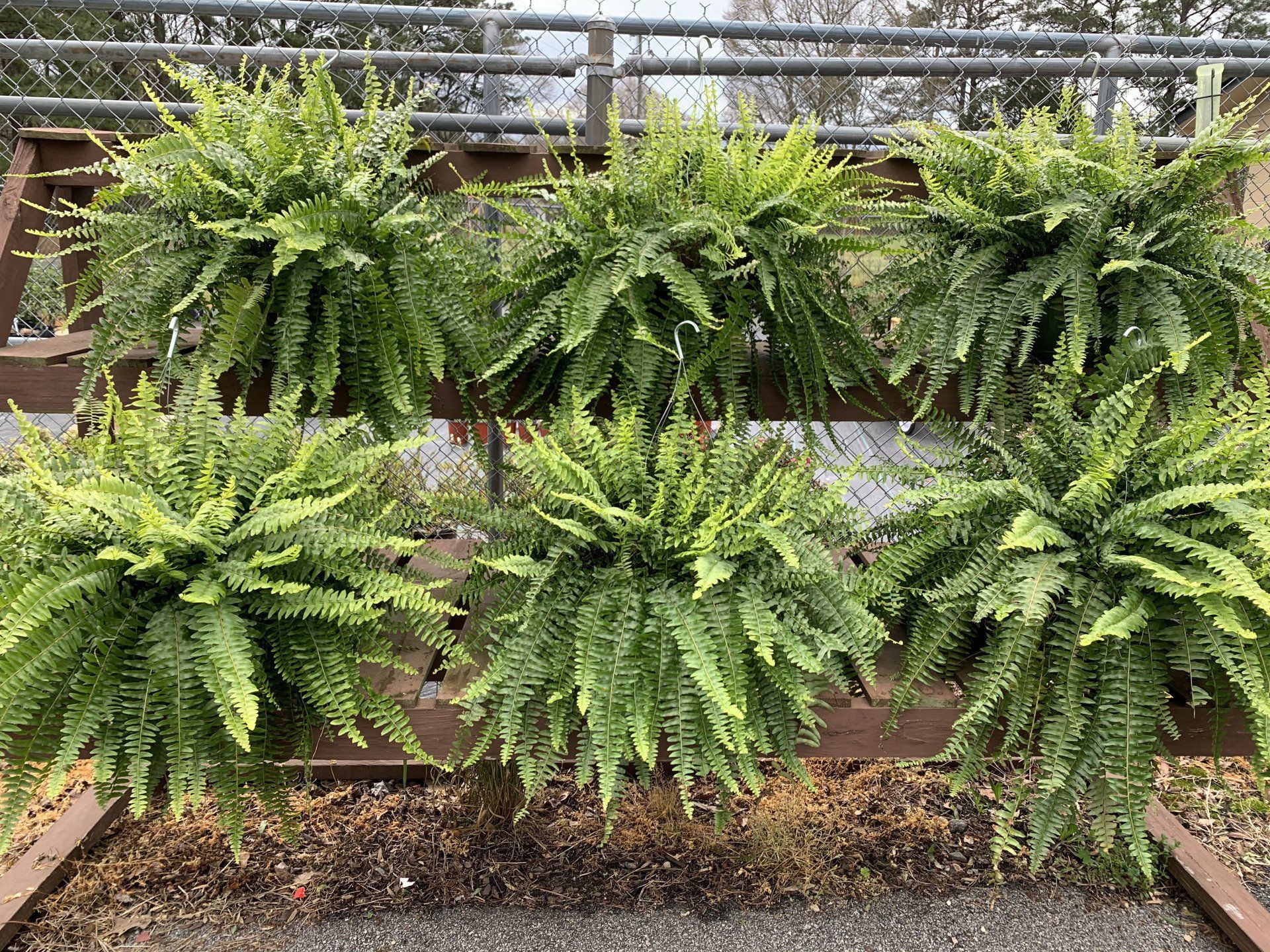 Knights Market Ferns