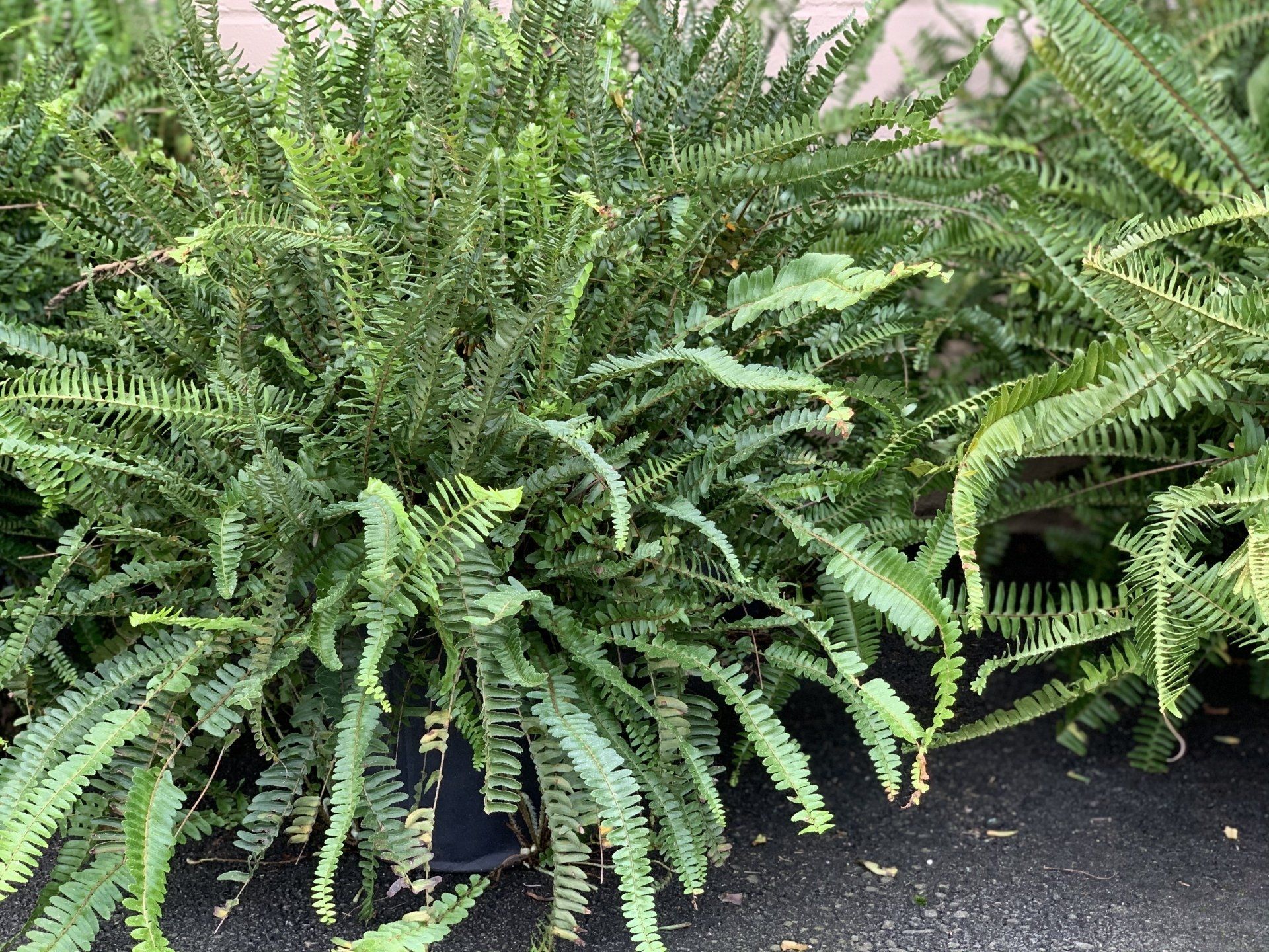 Knights Market Ferns