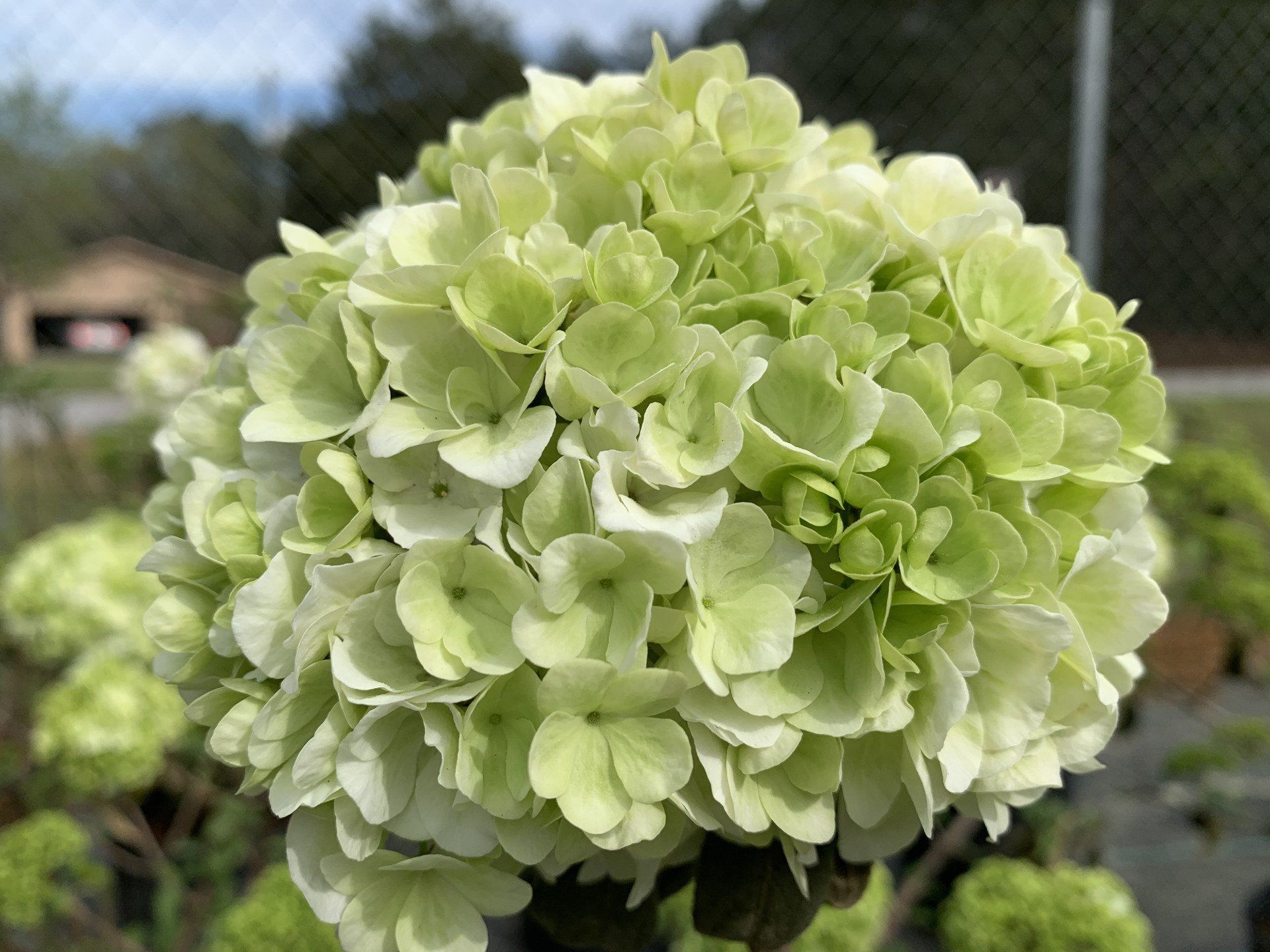 Knights Flowering Shrubs