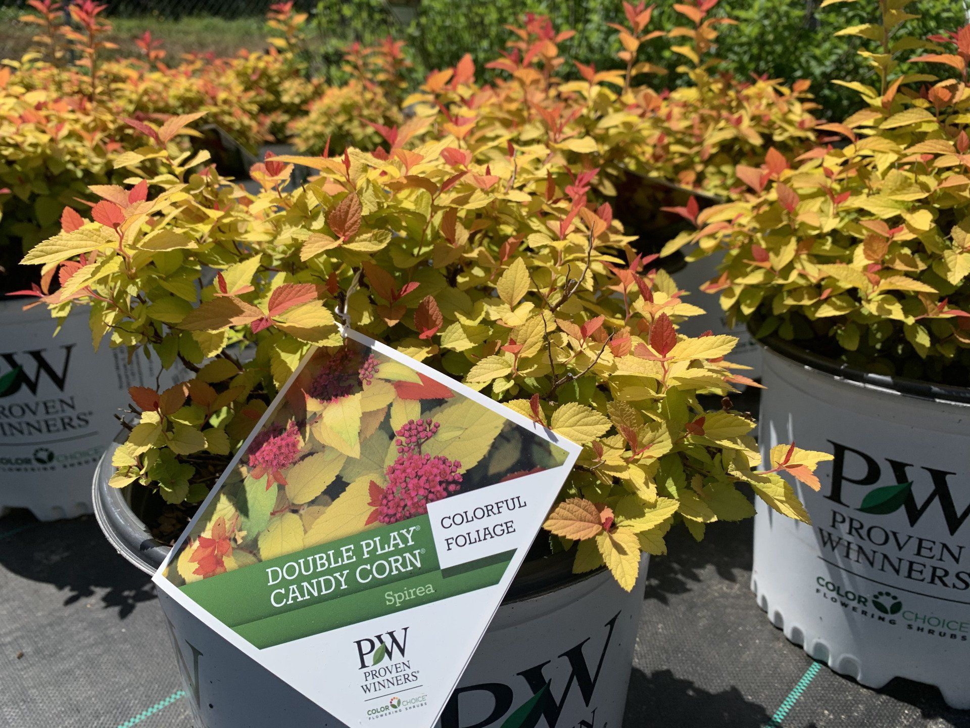 Knights Flowering Shrubs