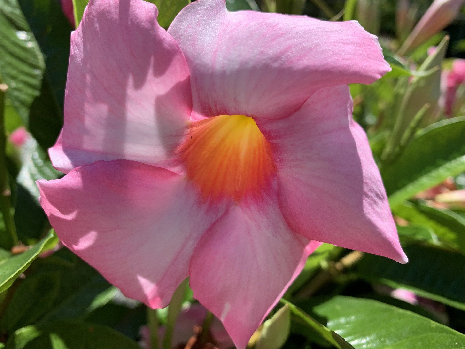 Knights Market Tropicals