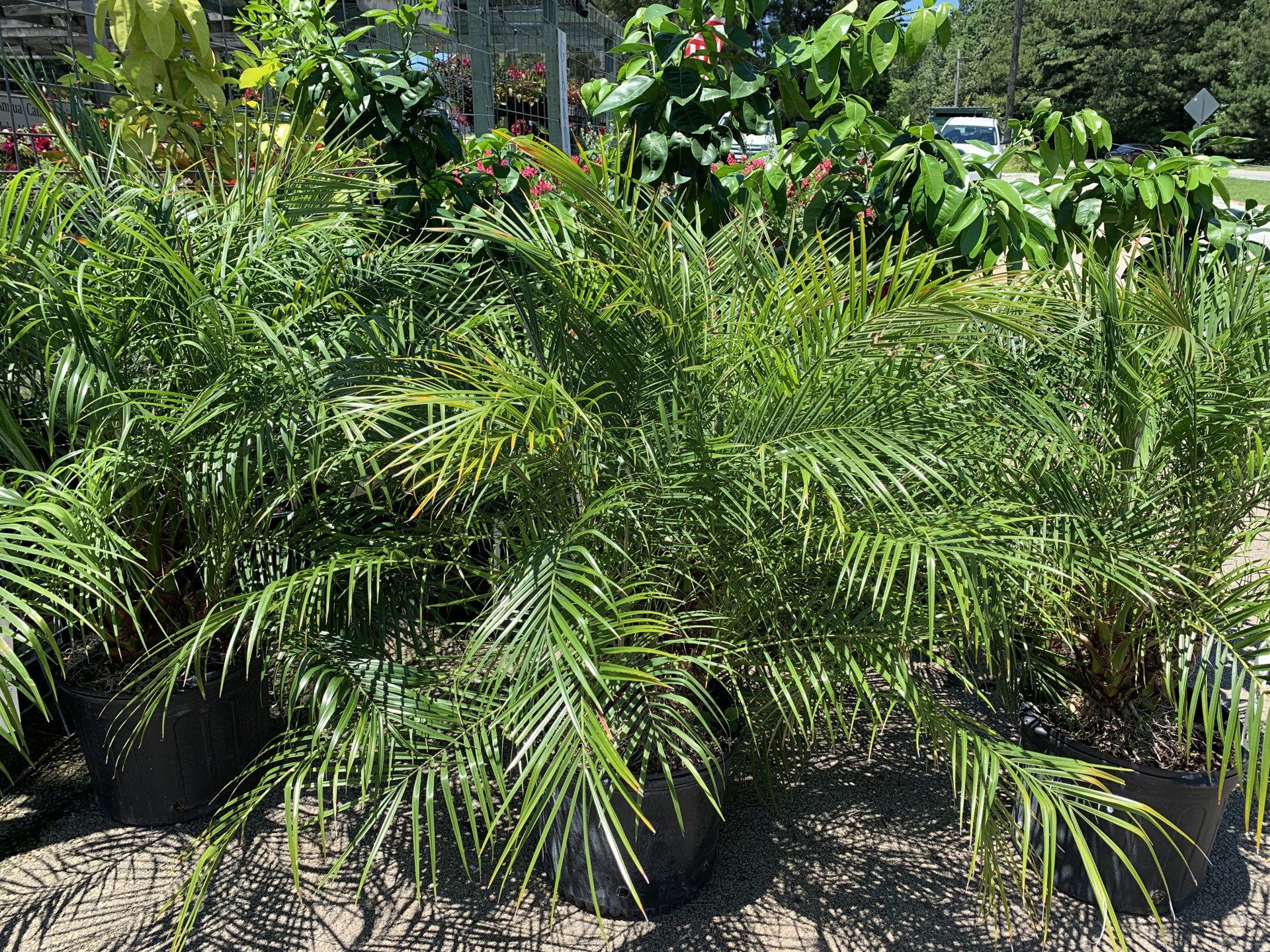 Knights Market Tropicals