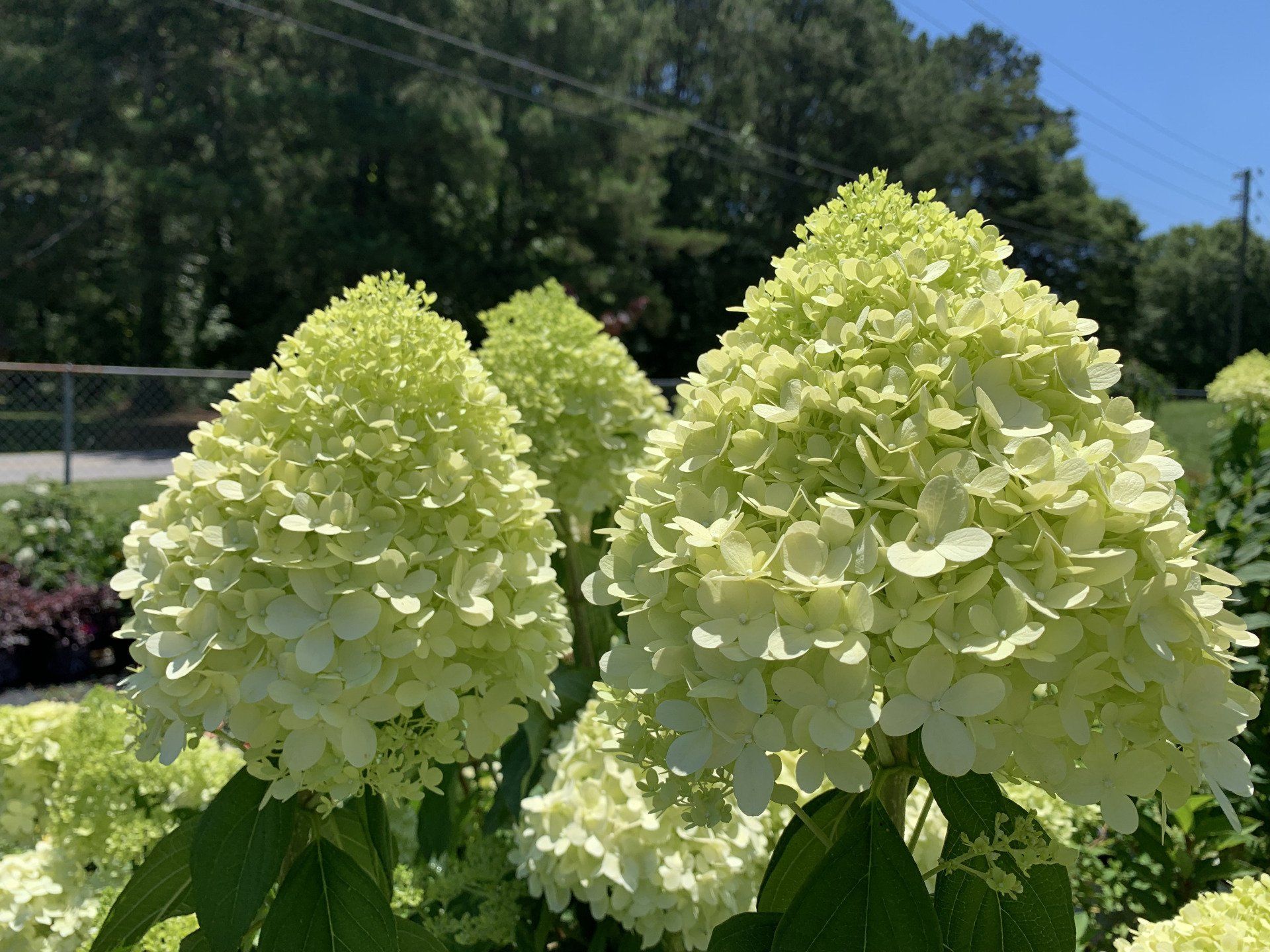Knights Flowering Shrubs