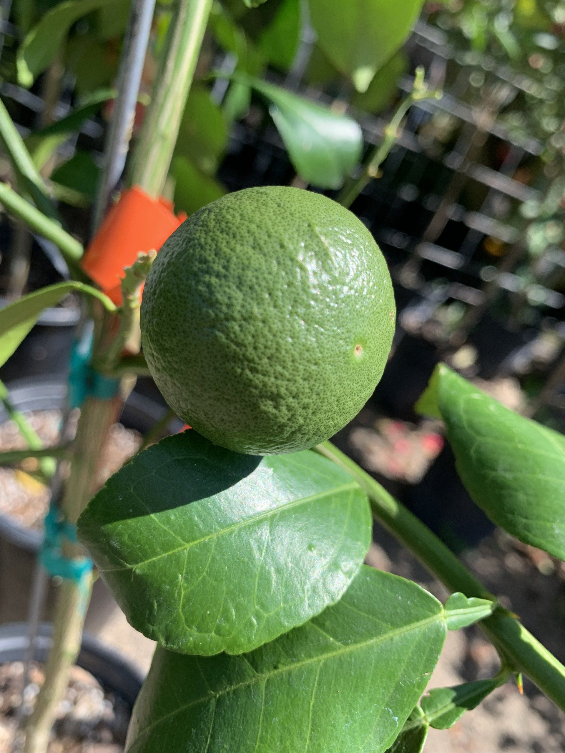 Knights Market Tropicals