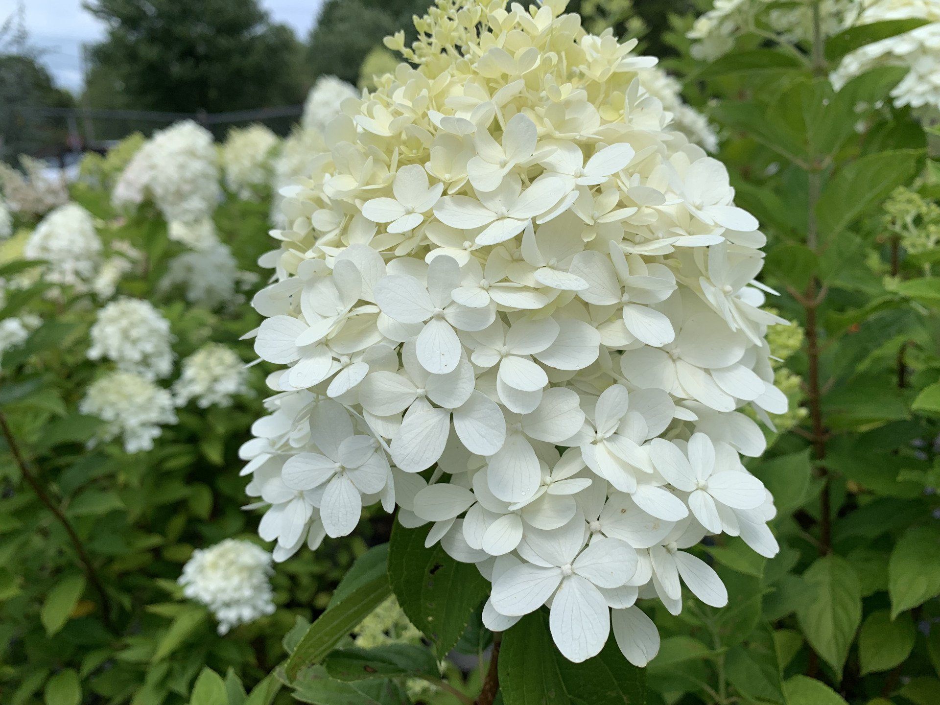 Knights Flowering Shrubs