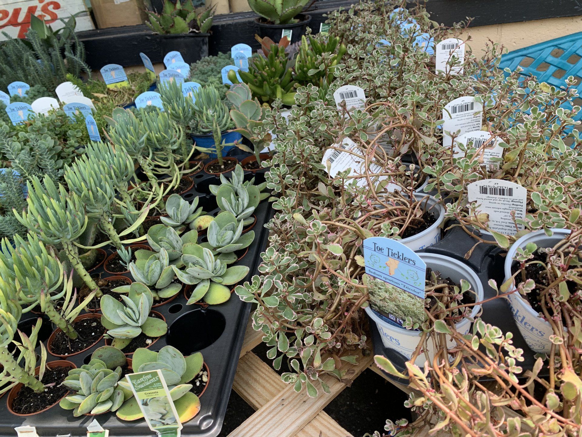 Knights Market Succulents