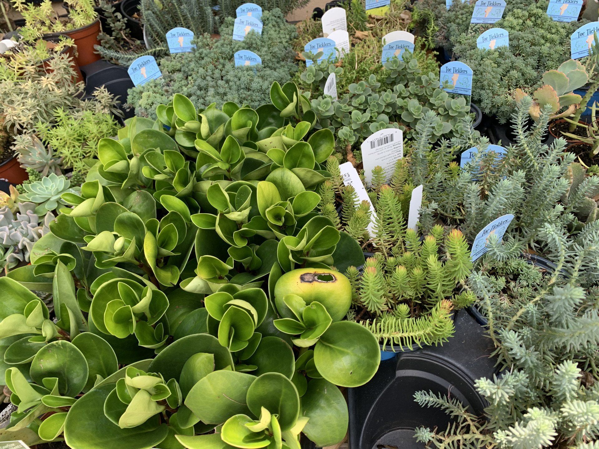Knights Market Succulents