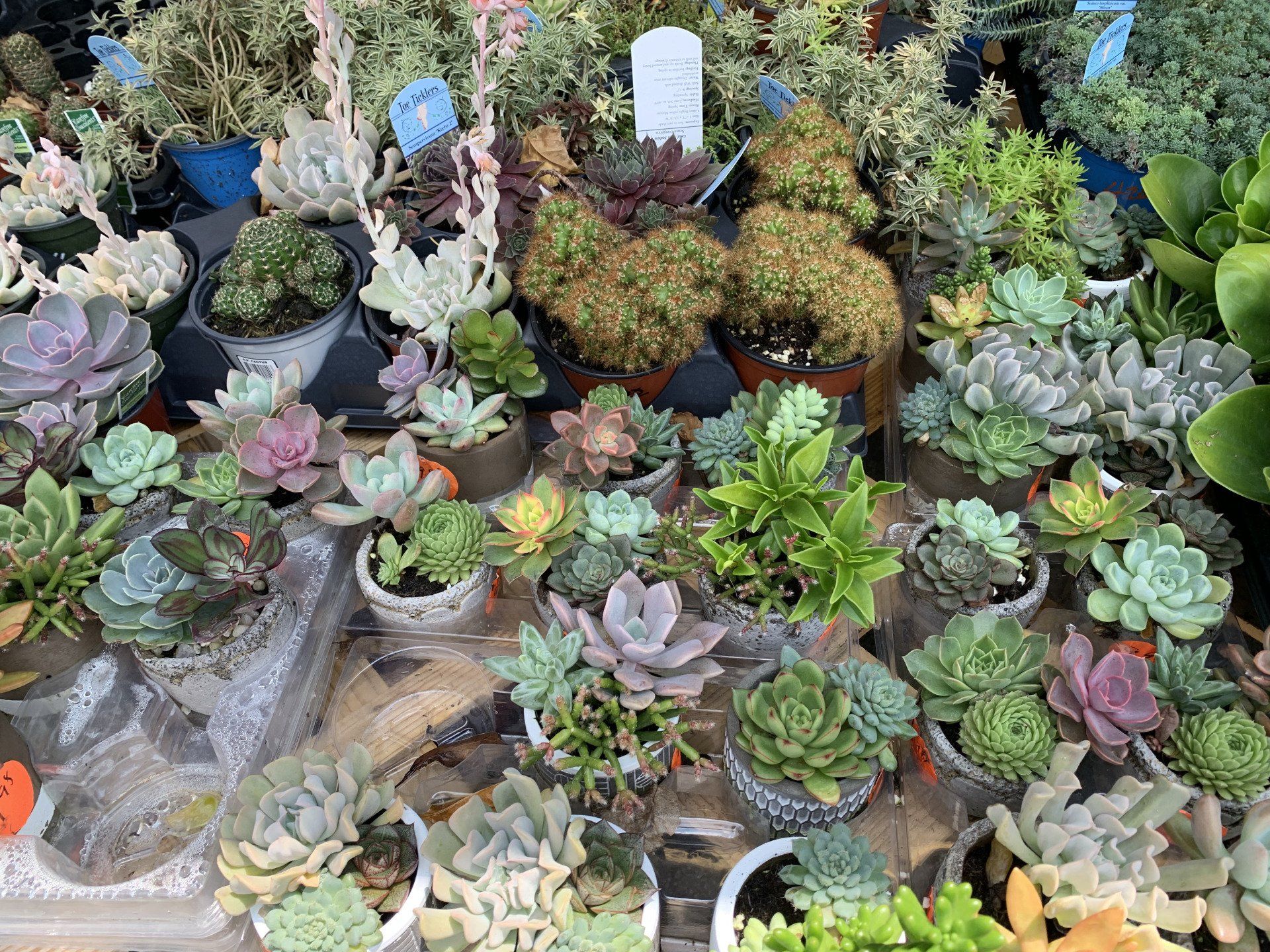 Knights Market Succulents