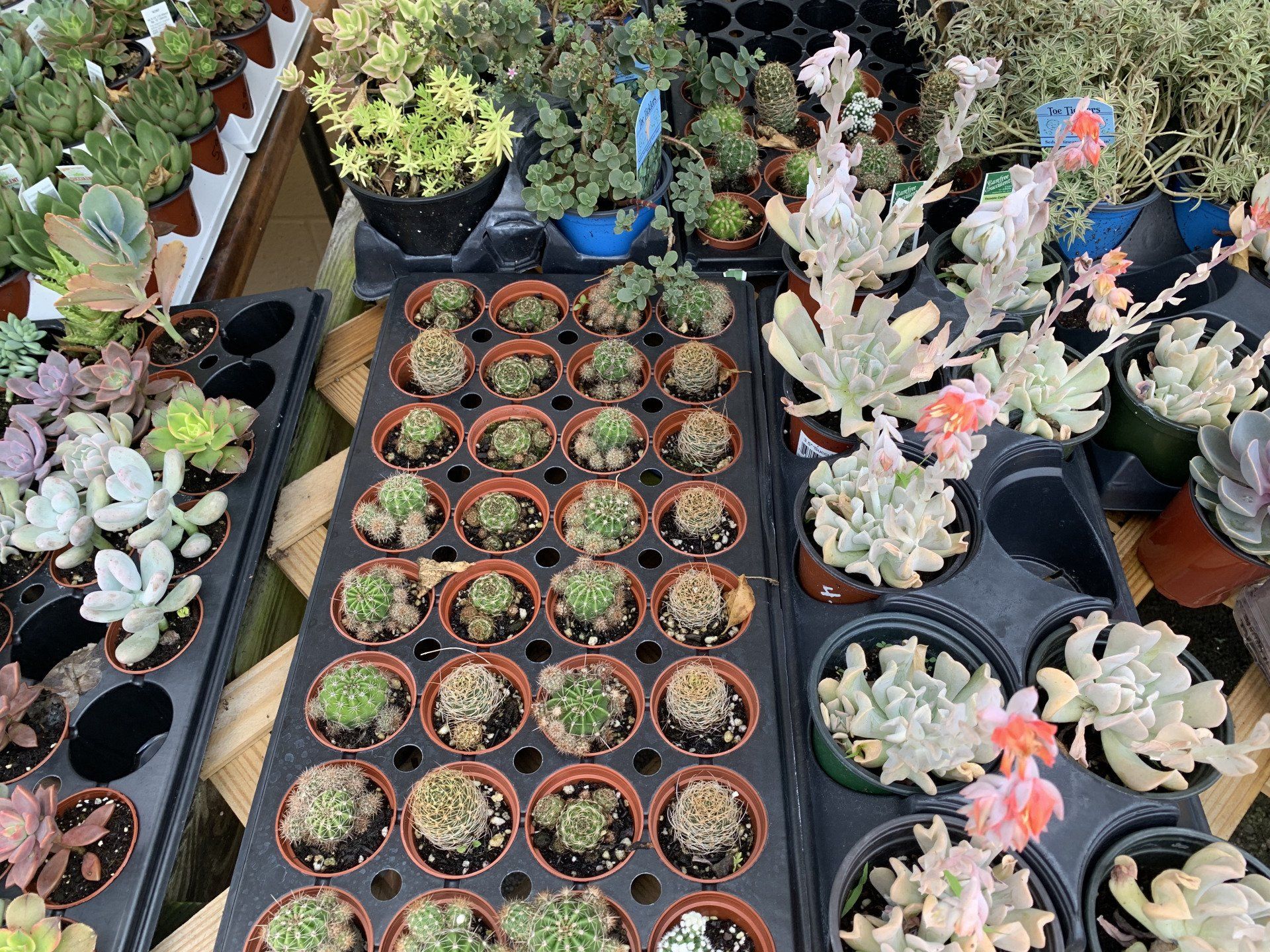 Knights Market Succulents