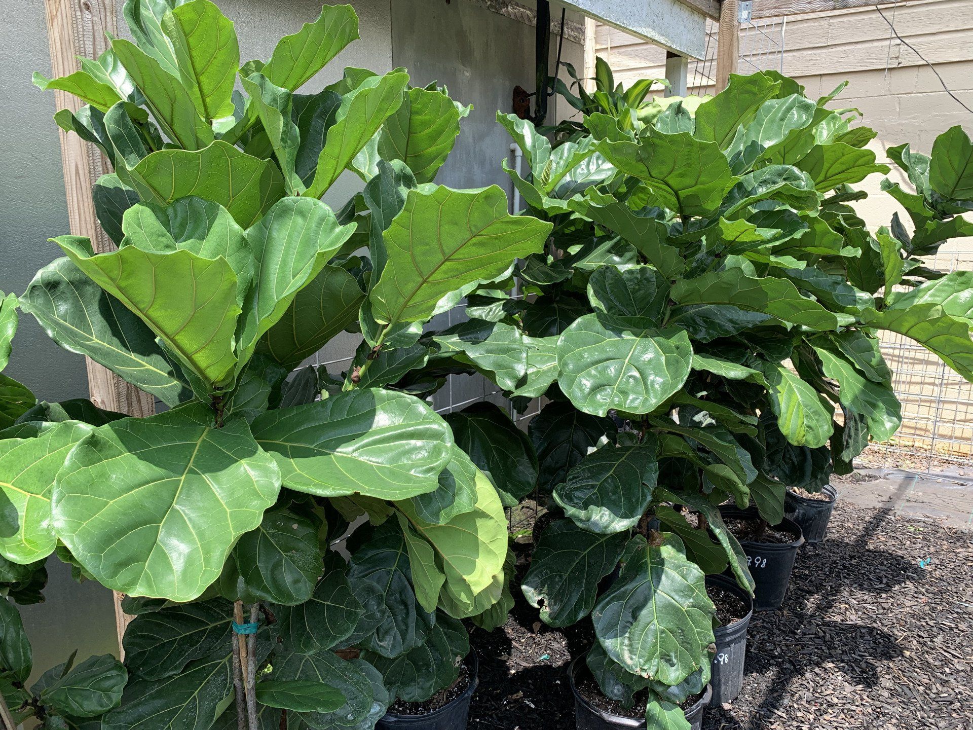 Knights Market Tropicals