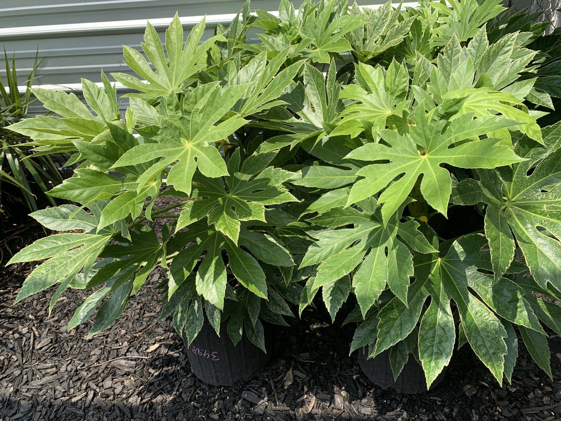 Knights Market Tropicals