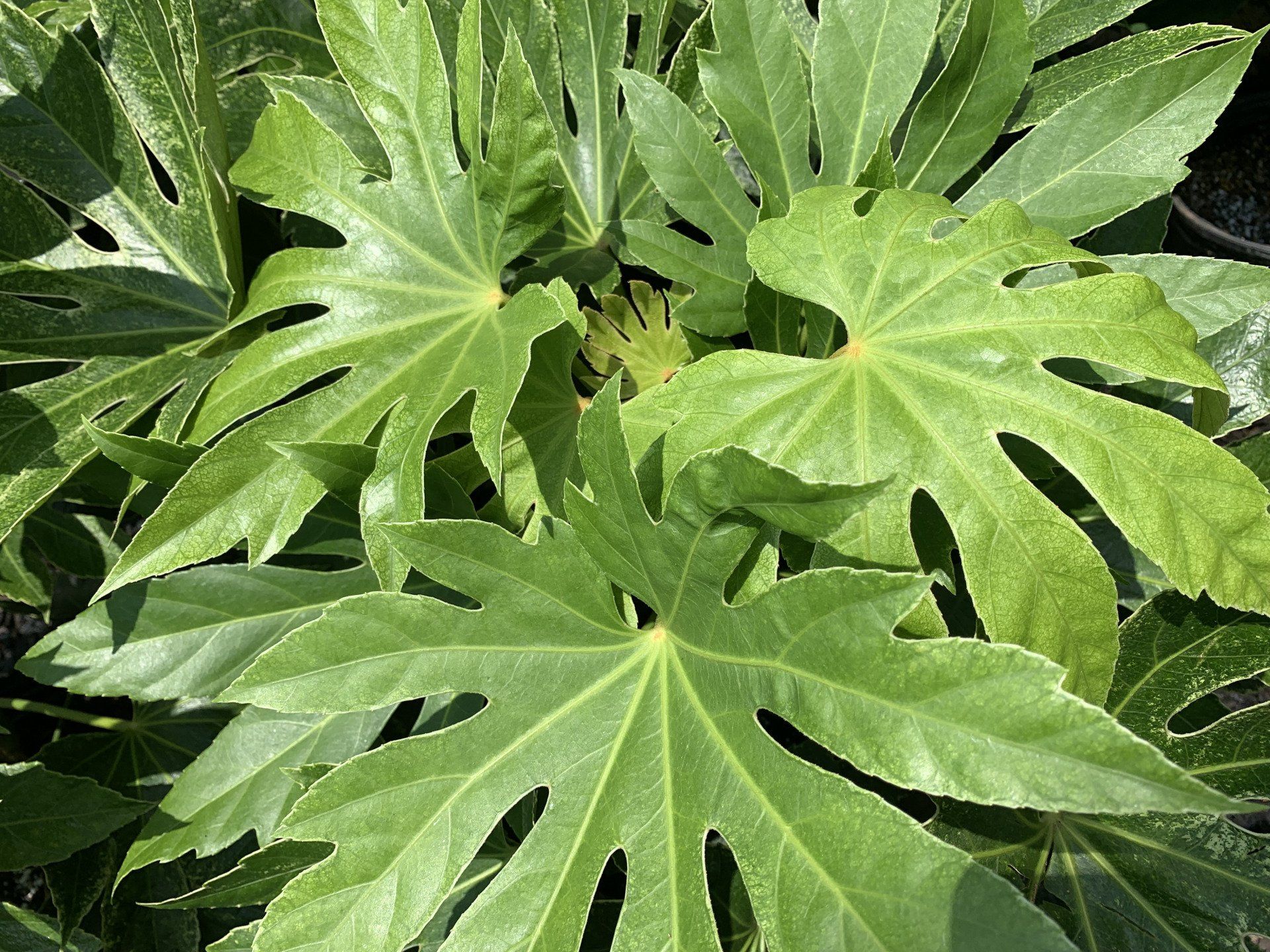 Knights Market Tropicals