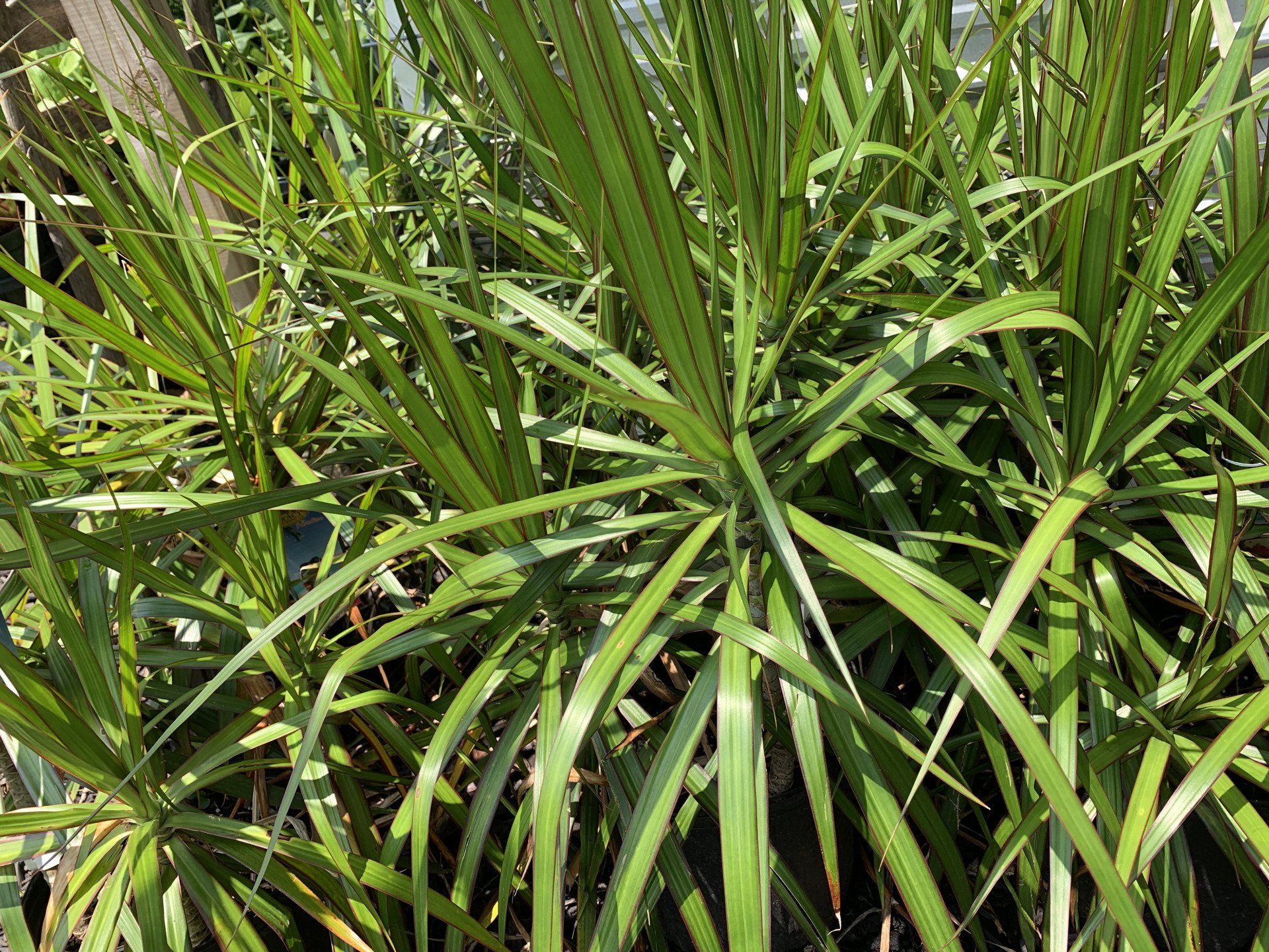 Knights Market Tropicals