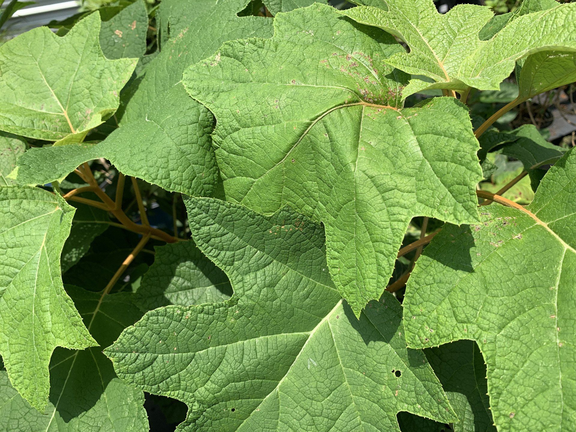 Knights Market Tropicals