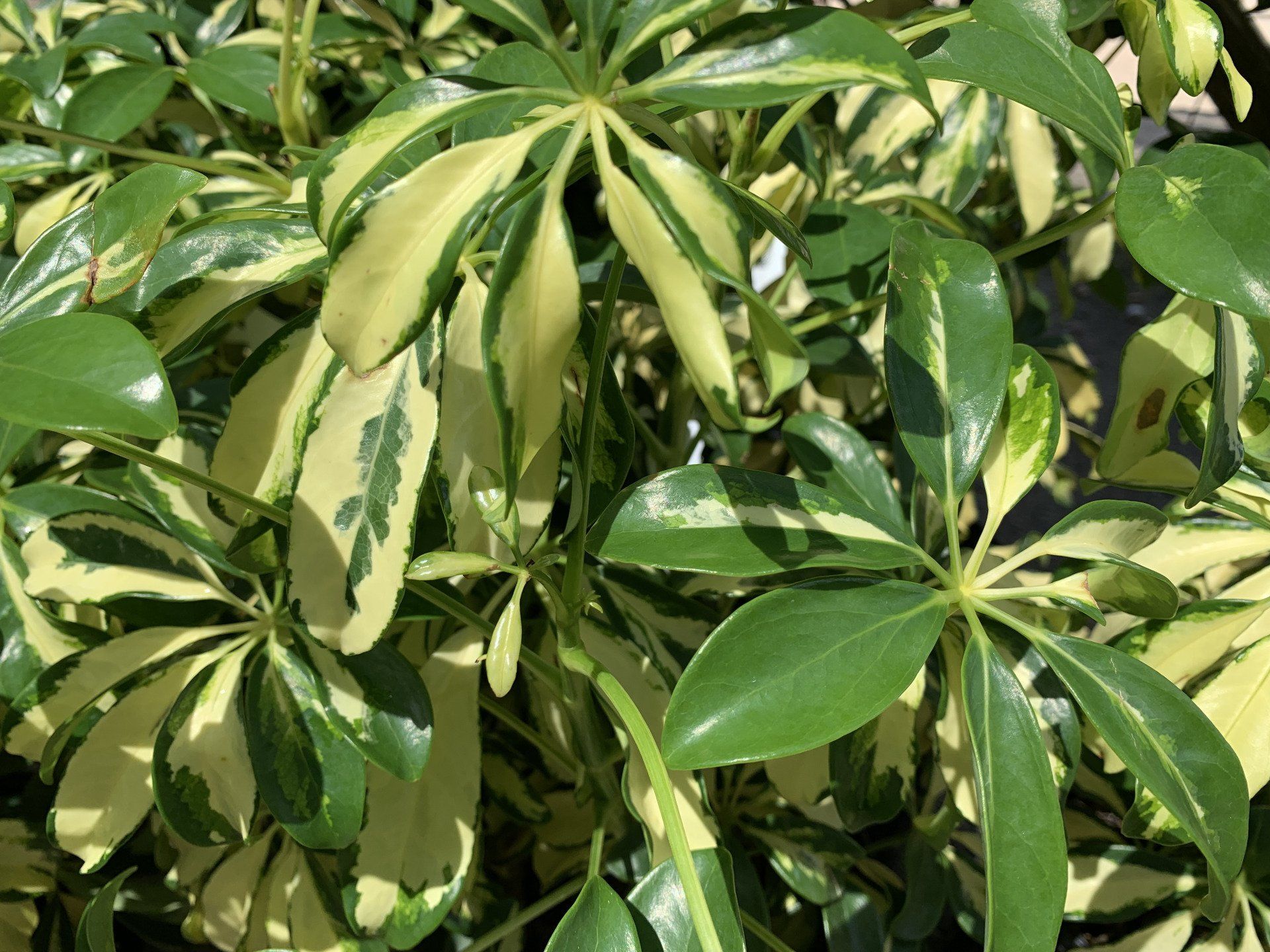 Knights Market Desserts
