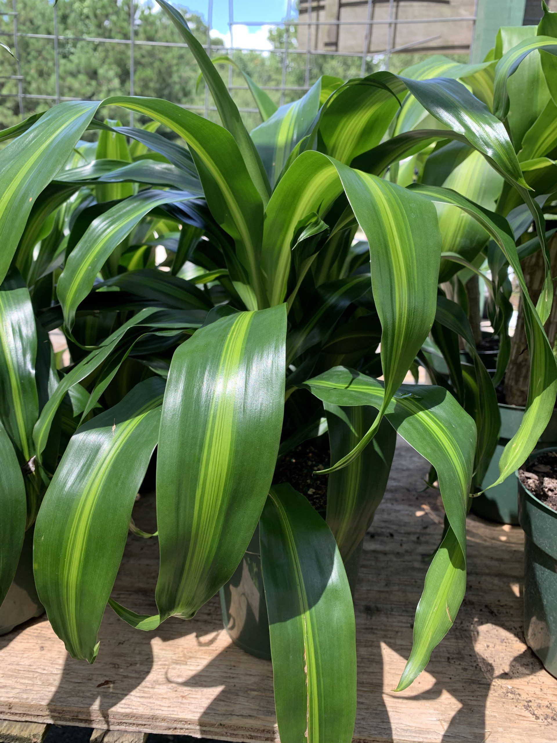 Knights Market plants