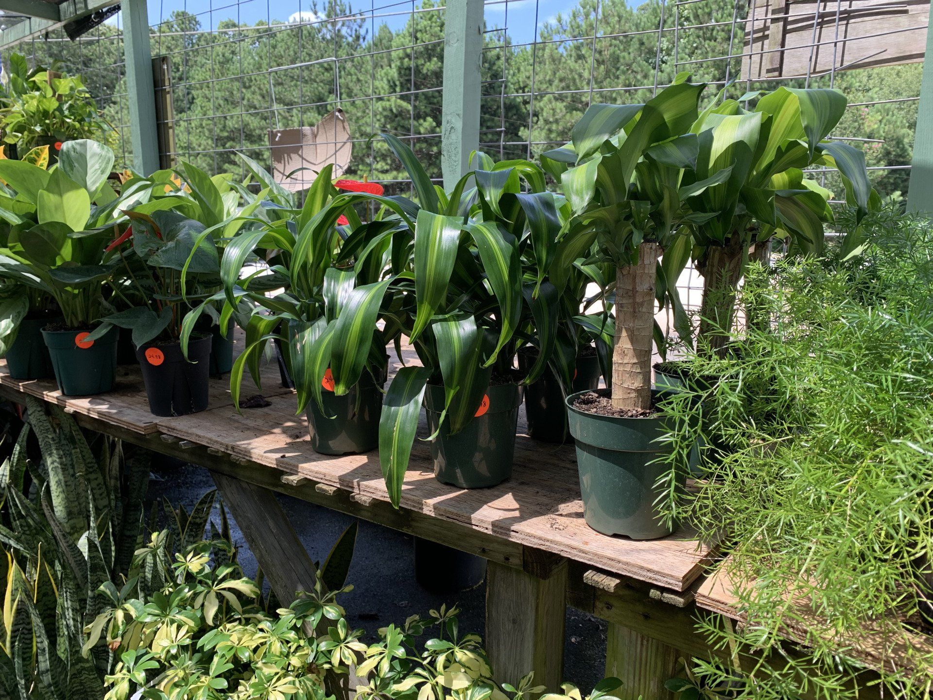 Knights Market plants #6