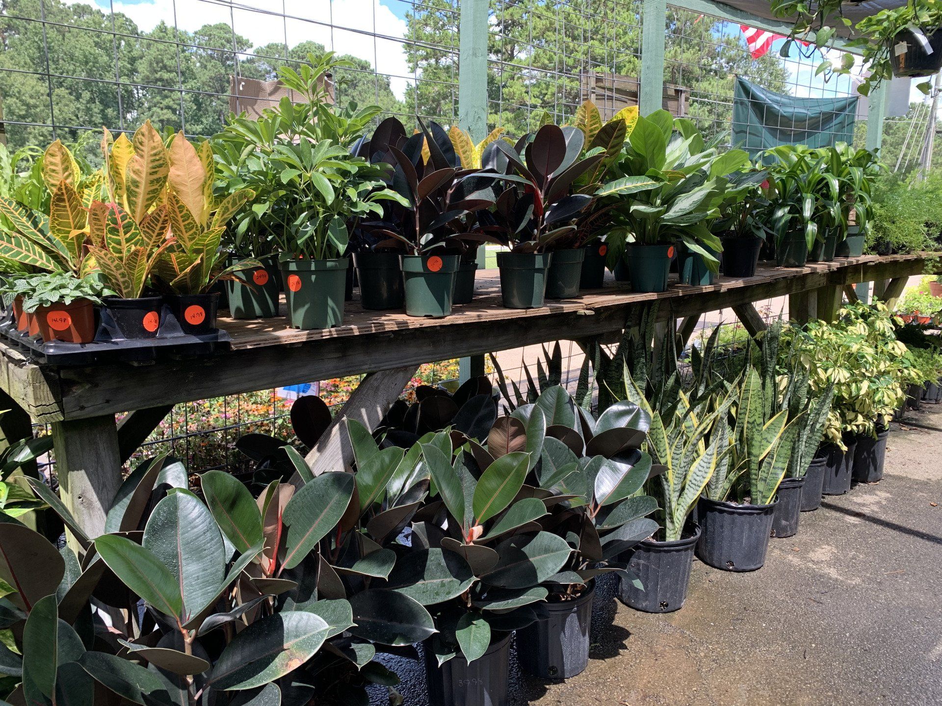 Knights Market plants #7