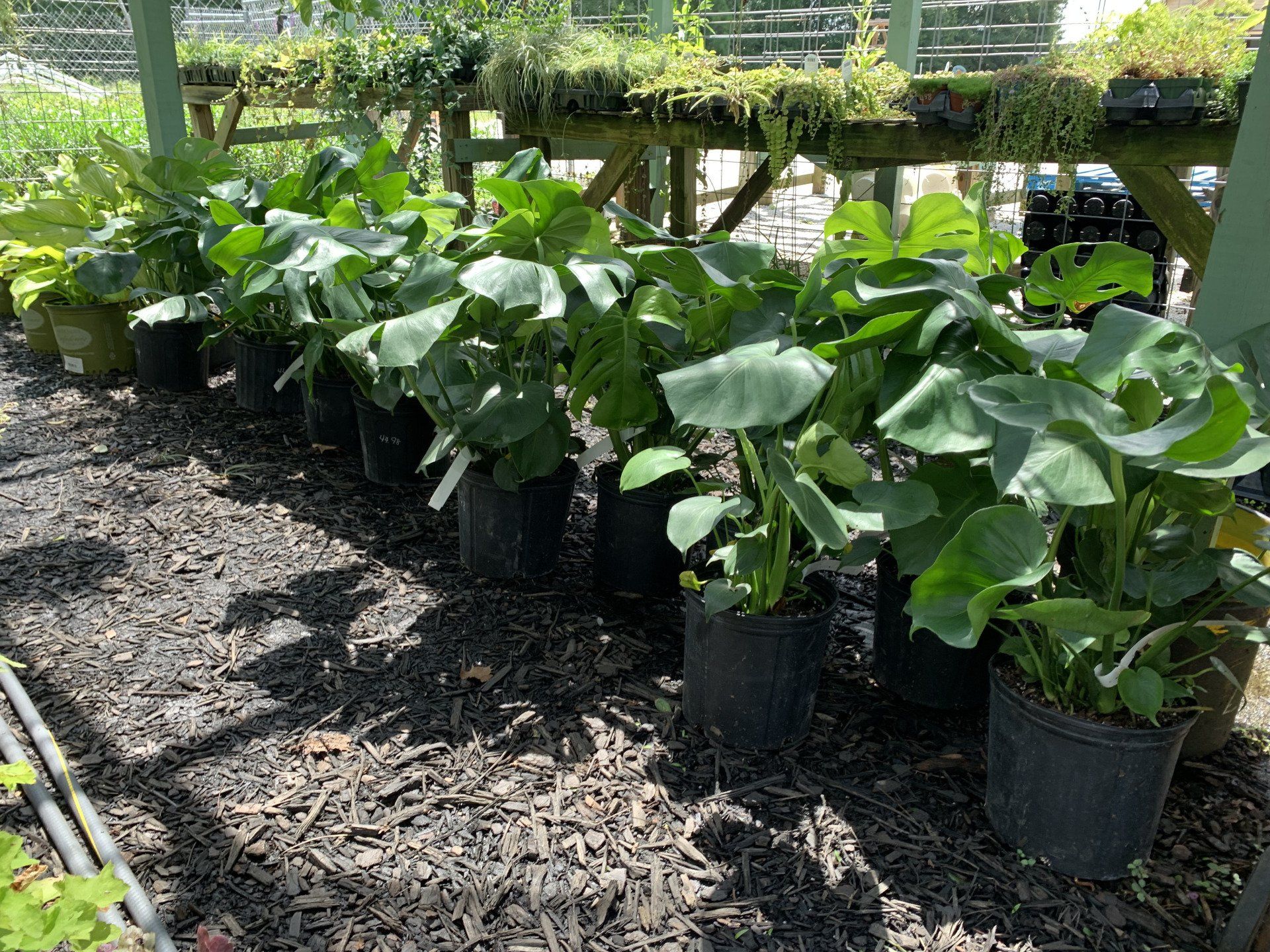 Knights Market plants