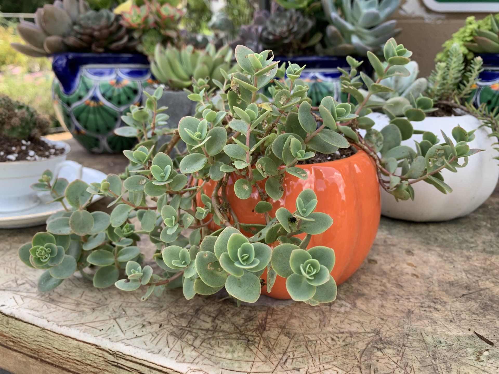 Knights Market Succulents