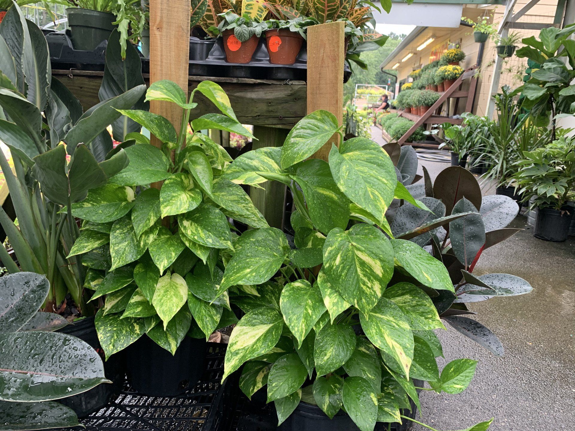 Knights Market plants