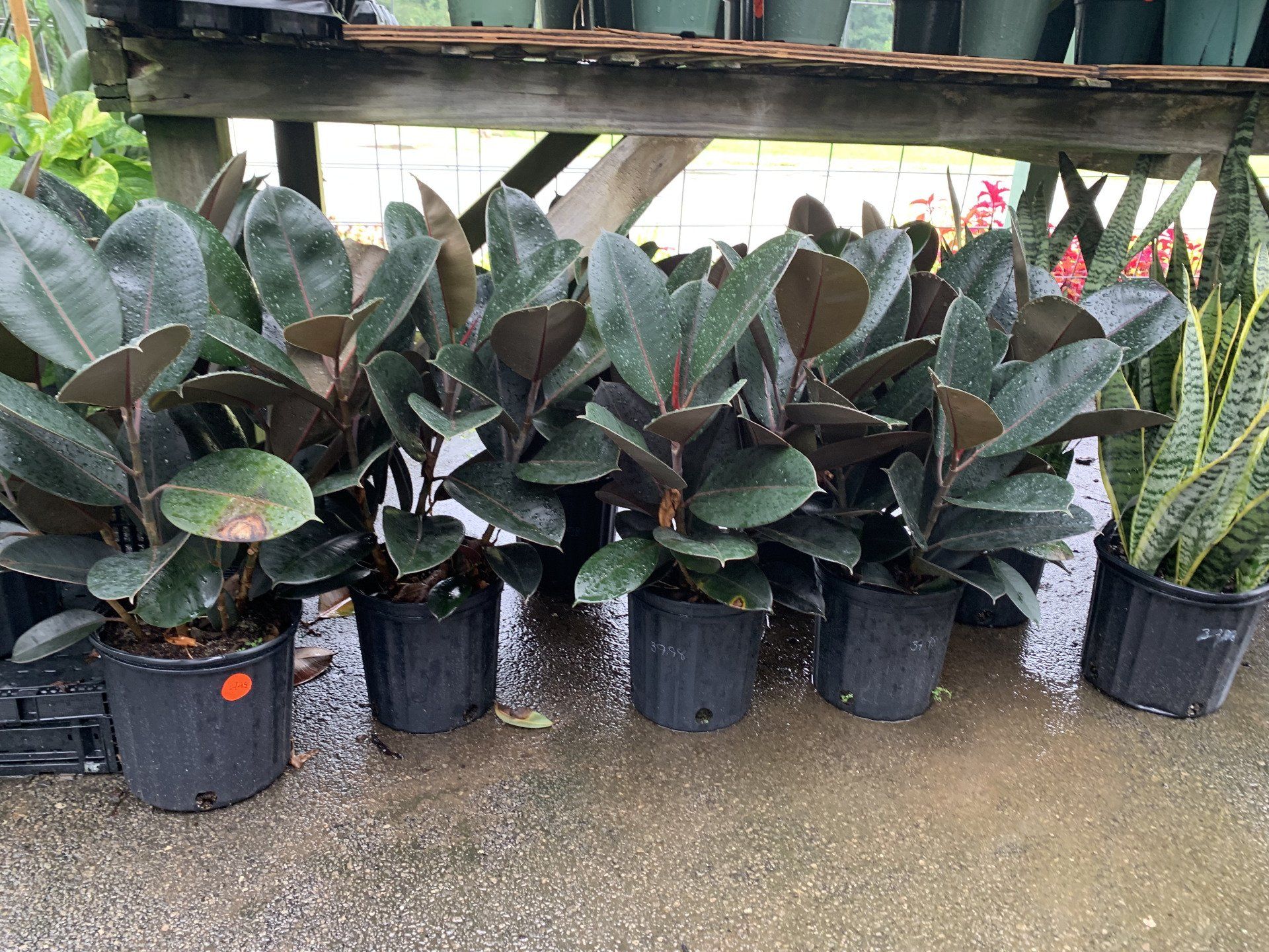 Knights Market plants #1