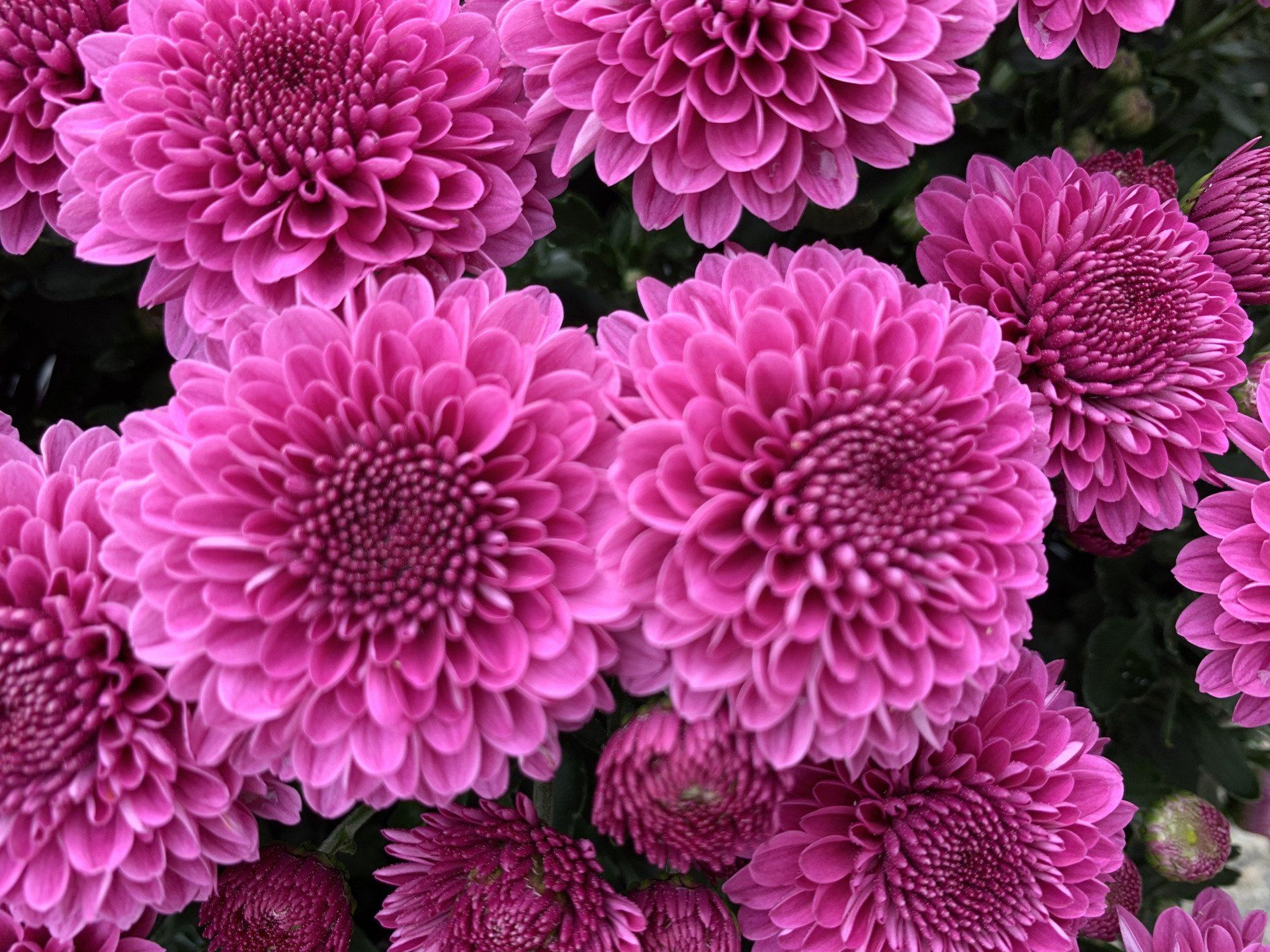 Knights Flowering Shrubs