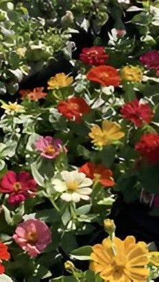 A vibrant garden bed filled with colorful blooming zinnias in shades of red, orange, yellow, and pink.