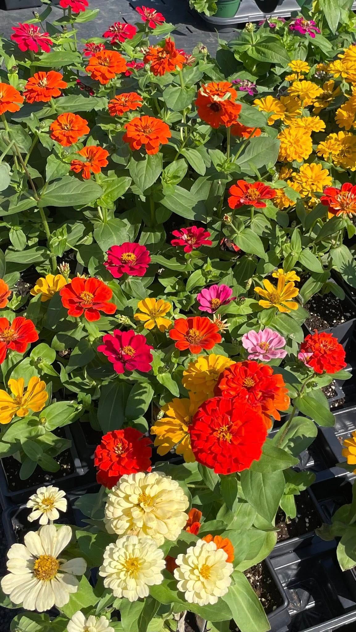 A dense collection of colorful zinnia flowers in vibrant shades of red, orange, yellow, and cream in nursery pots.