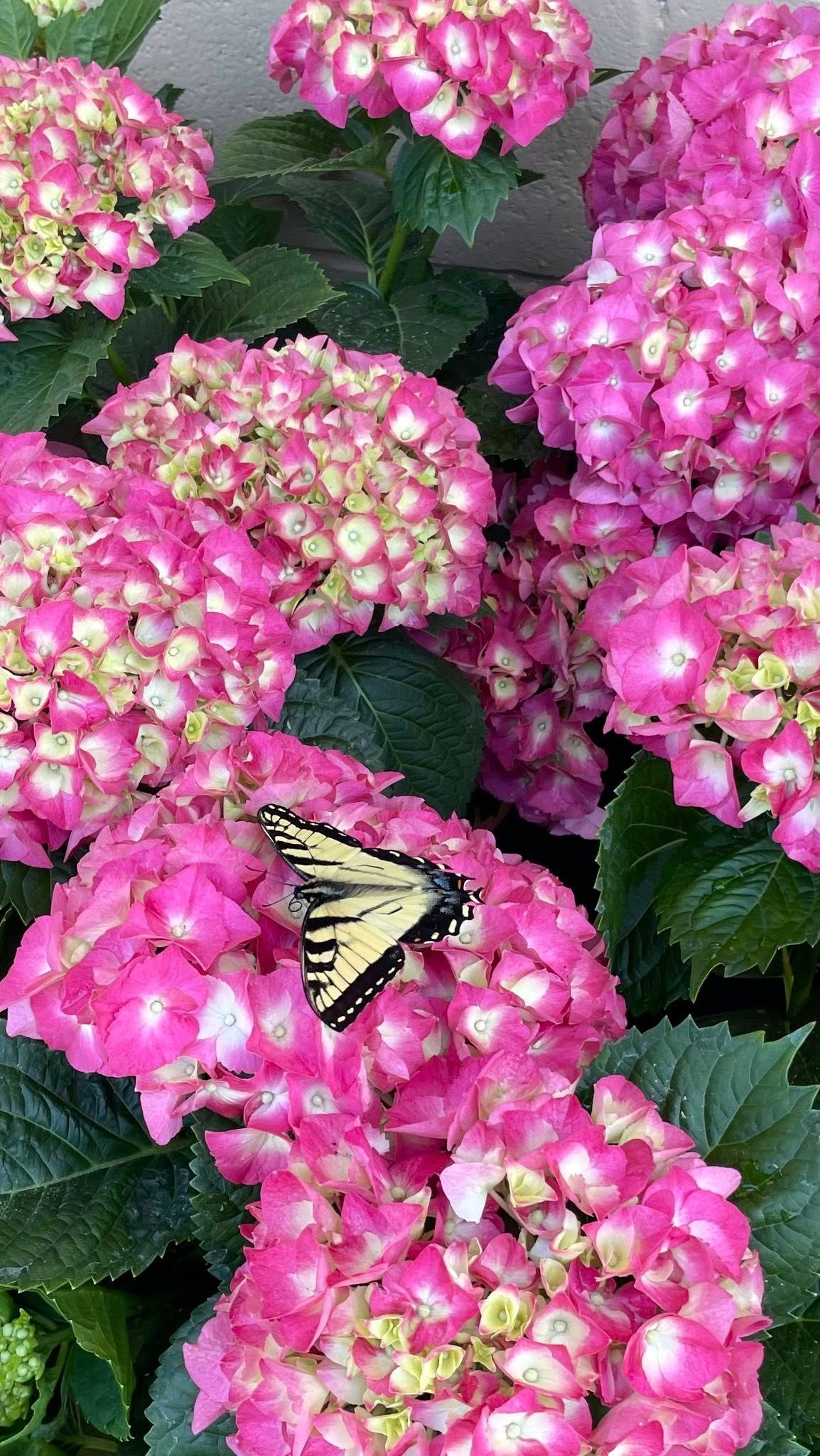 A yellow and black butterfly rests on a cluster of vibrant pink and white hydrangea blossoms.