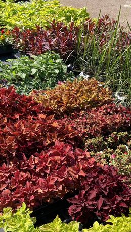 A colorful display of various potted coleus plants featuring vibrant leaves in shades of red, bronze, green, and chartreuse.