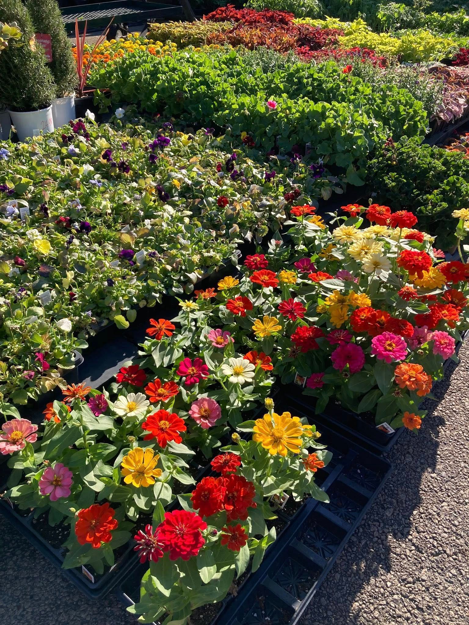 Rows of colorful potted flowers in a garden nursery, with red, pink, yellow, and white blooms.