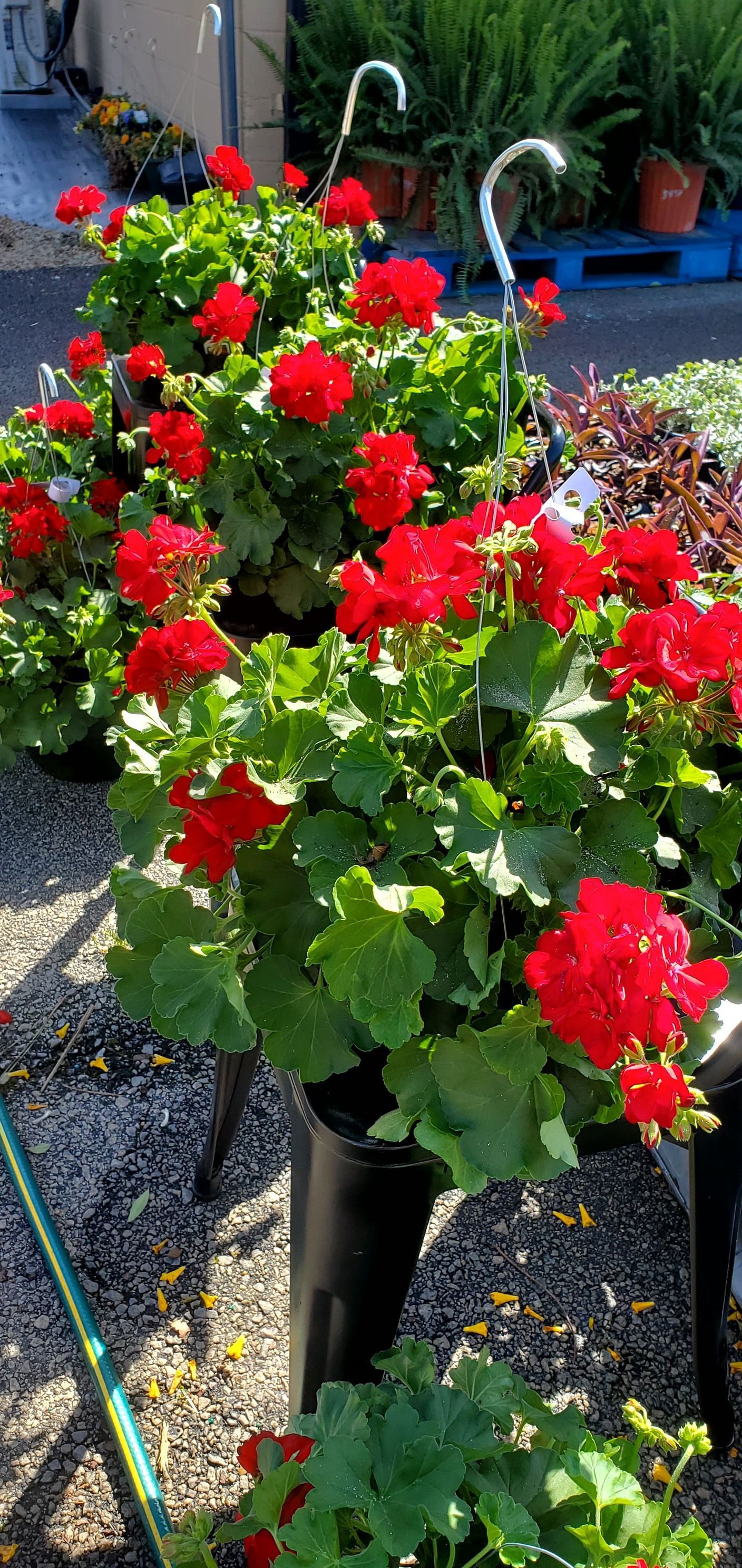A bunch of potted plants with red flowers and green leaves.