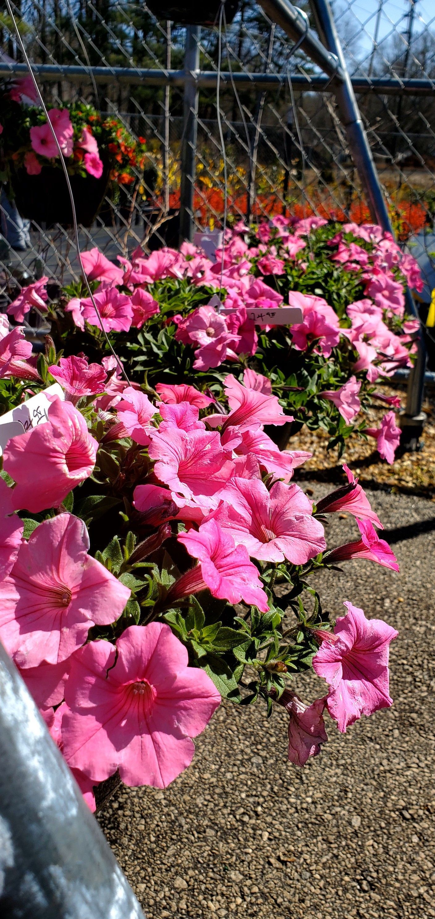 A bunch of pink flowers are growing in a greenhouse.