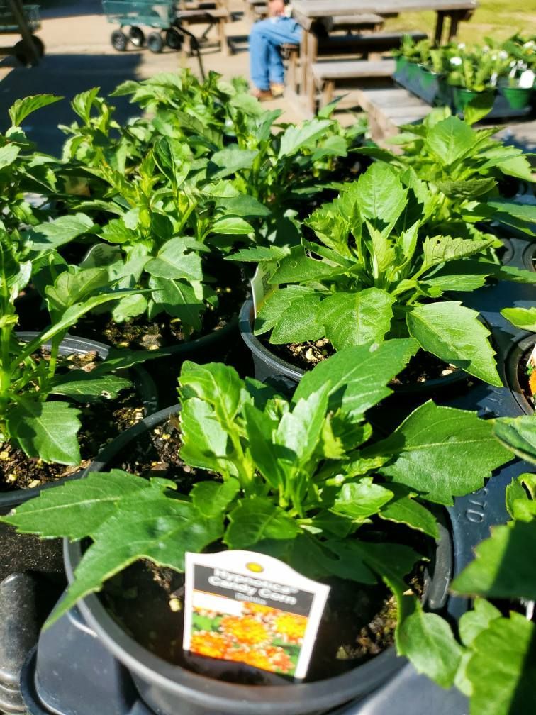 A bunch of potted plants with a label on them