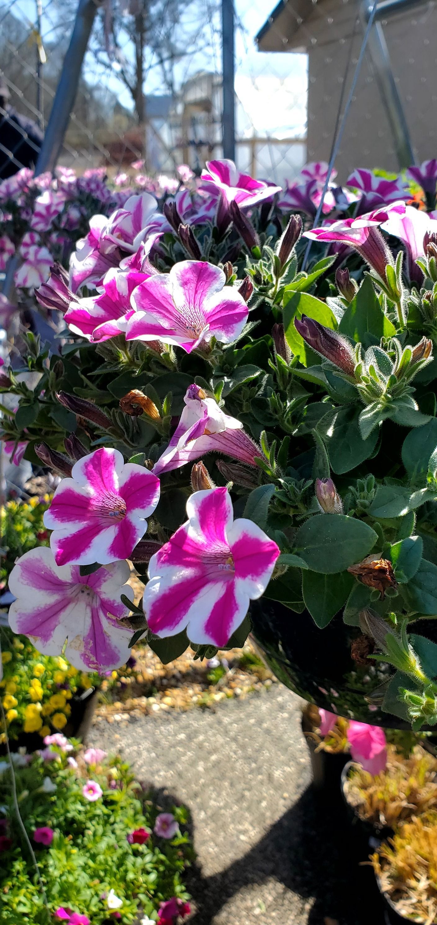 A bunch of pink and white flowers are growing in pots.