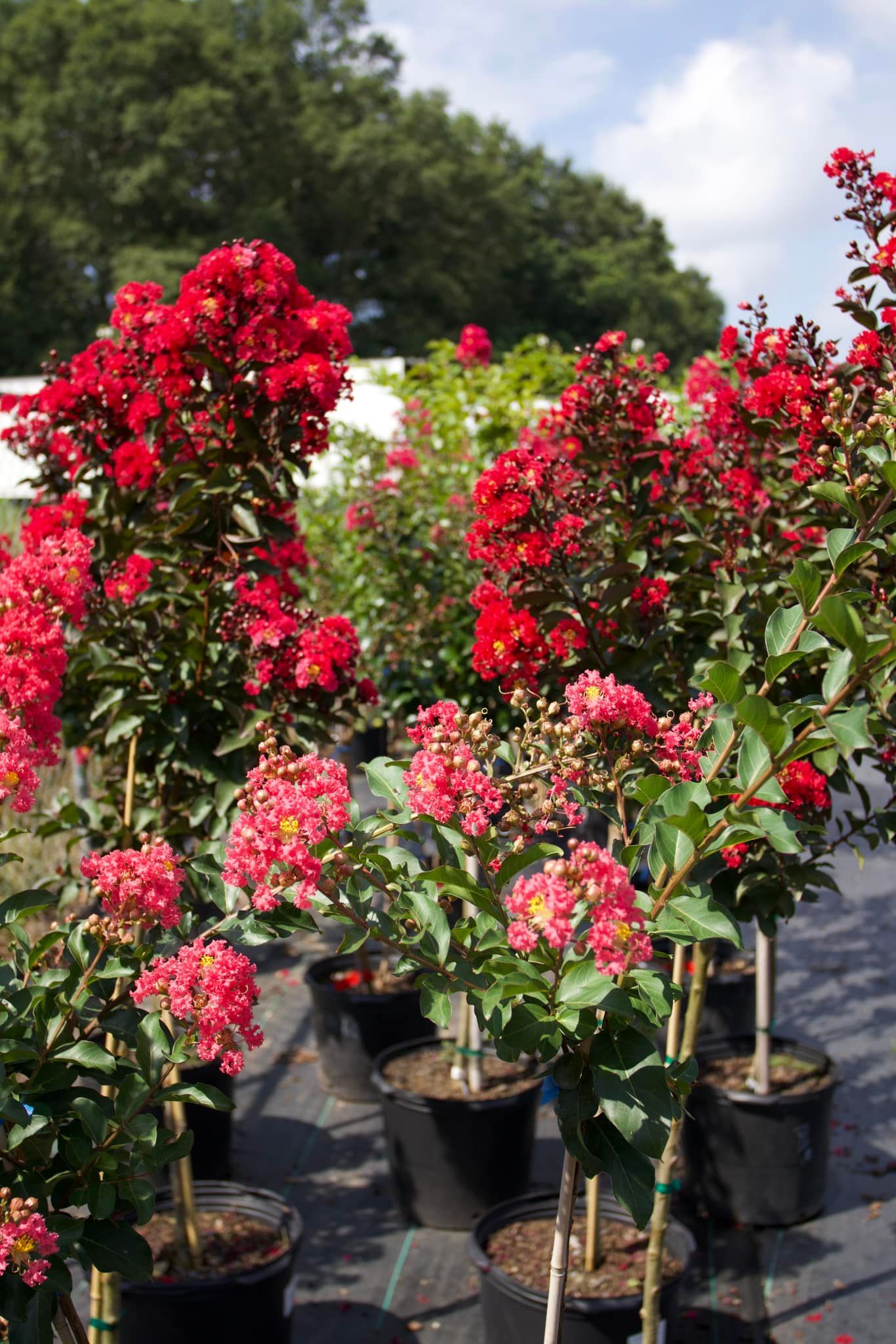 A bunch of potted plants with red flowers.