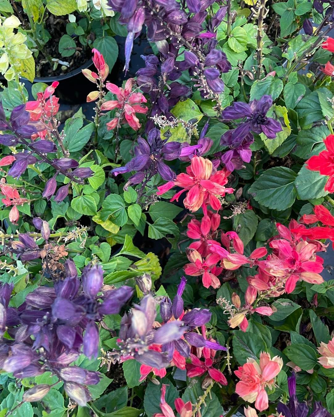 A bunch of different colored flowers are growing in a garden.