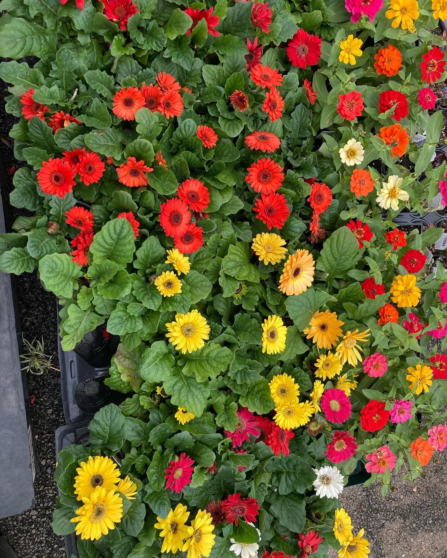 A bunch of colorful flowers are growing in a garden.