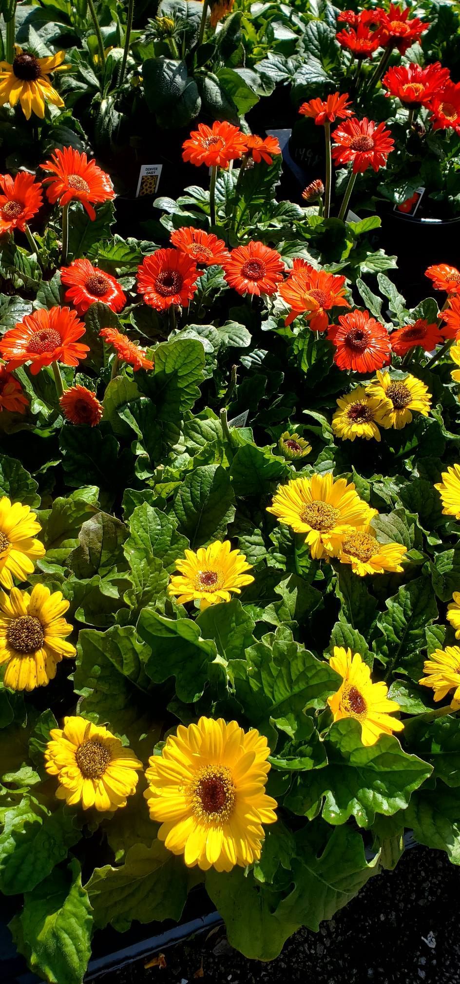 A bunch of yellow and orange flowers are growing in a garden.