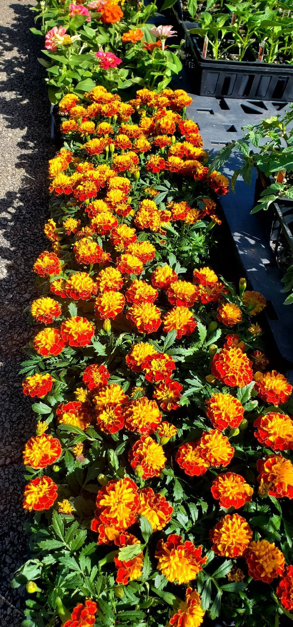 A row of orange and yellow flowers are lined up in a garden.