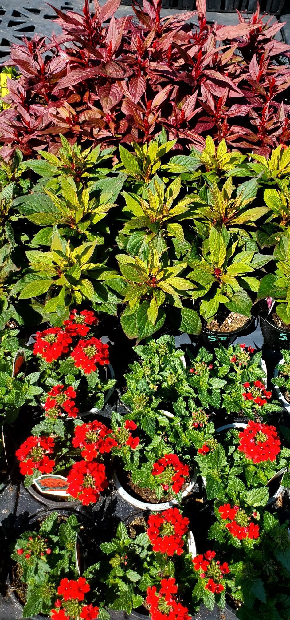 A bunch of potted plants with red flowers and green leaves.